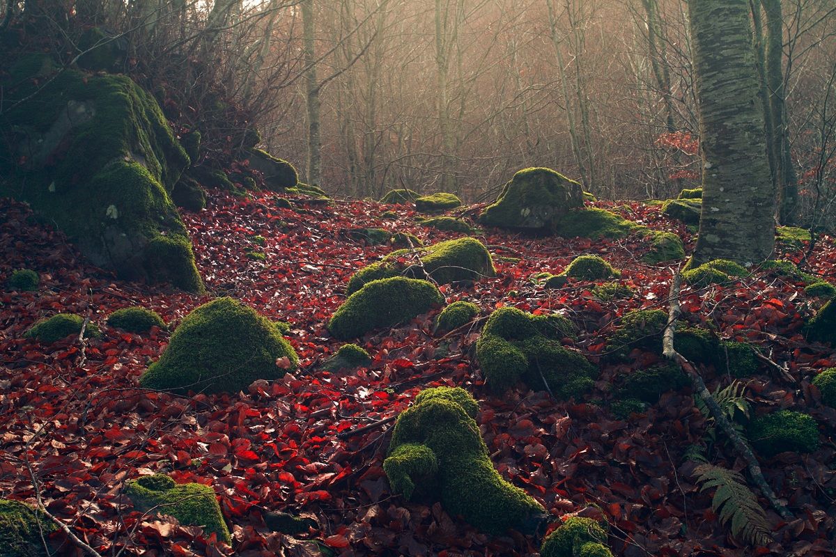 il colore del bosco