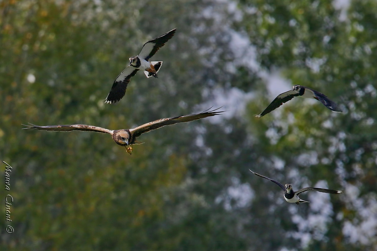 Falco di Palude Femmina mobbato da Pavoncelle