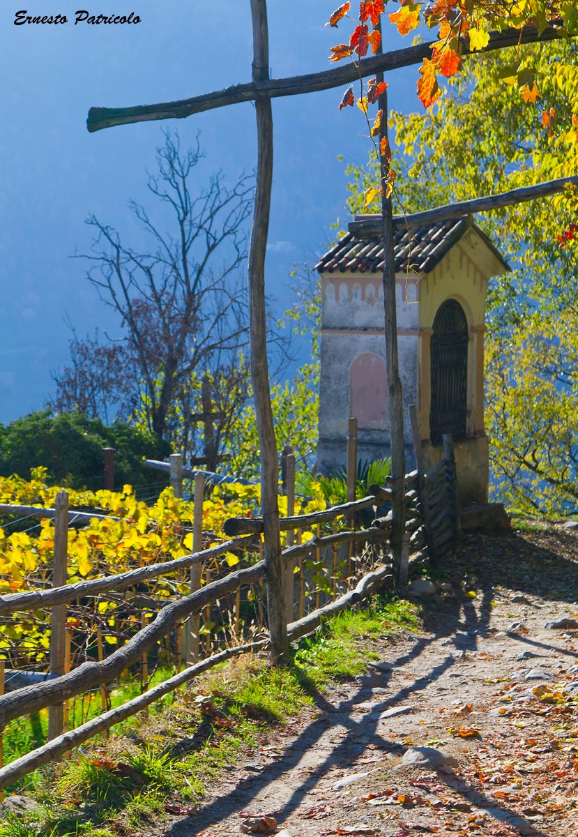 autumn in the vineyards