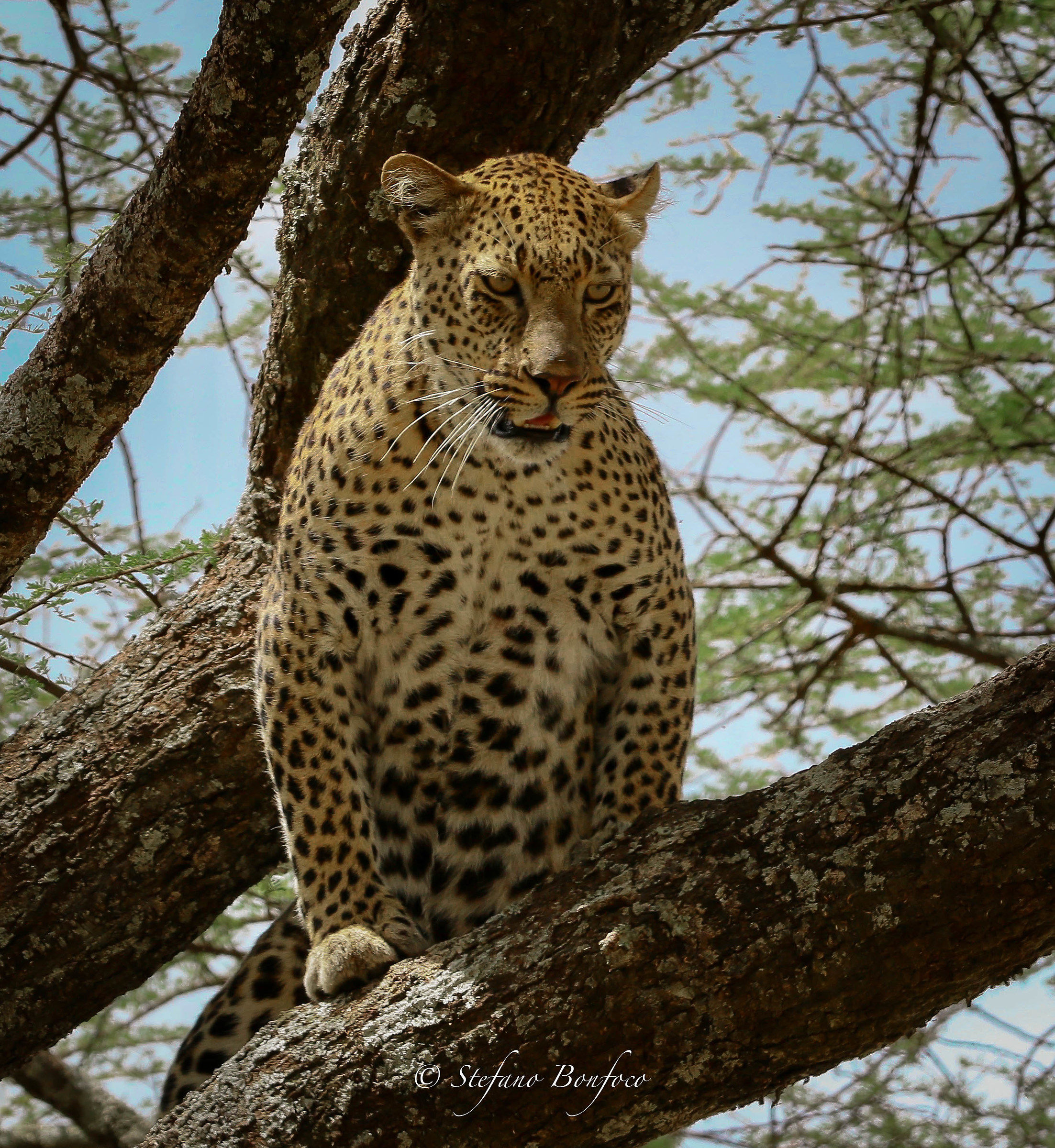 Leopard (Panthera pardus)