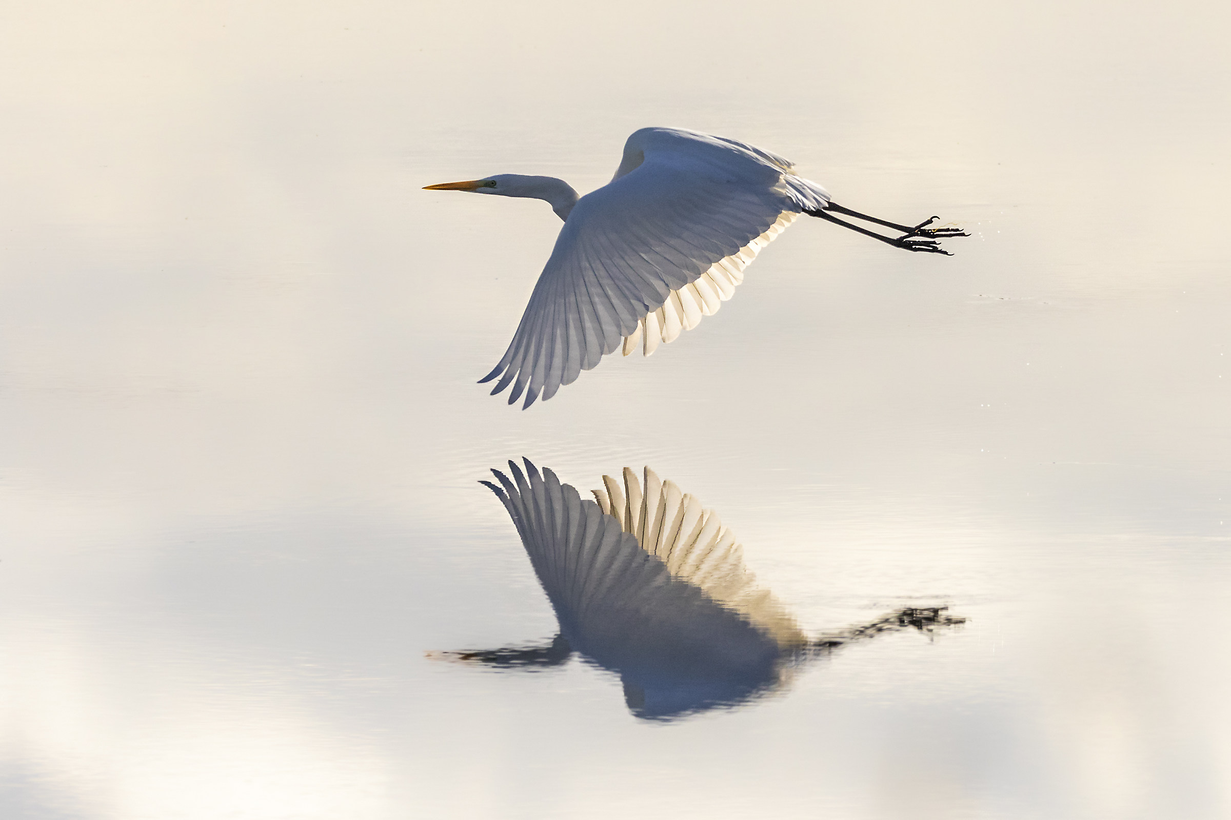 Airone bianco maggiore