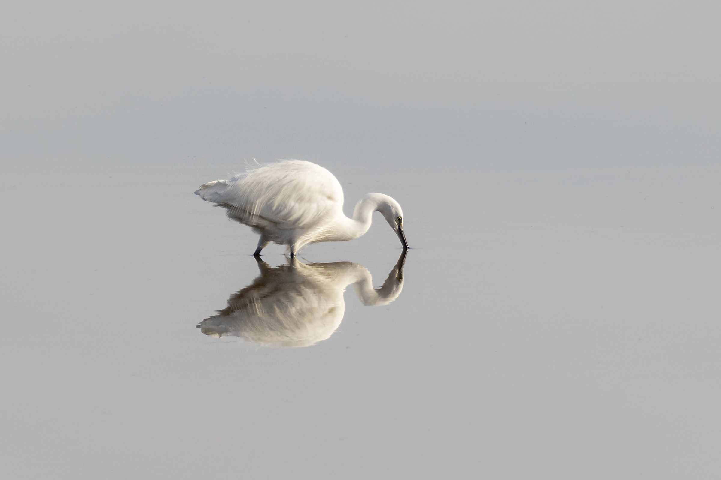 Egret