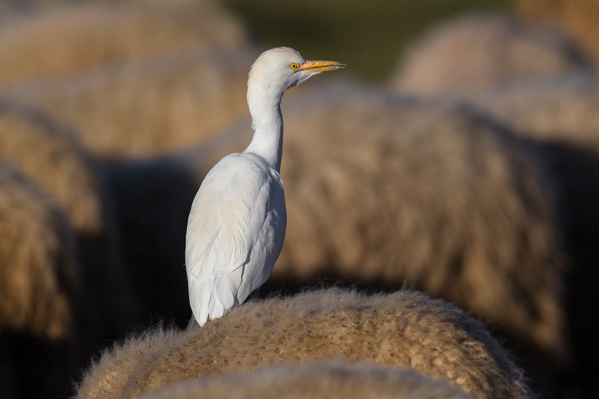 Airone guardabuoi...
