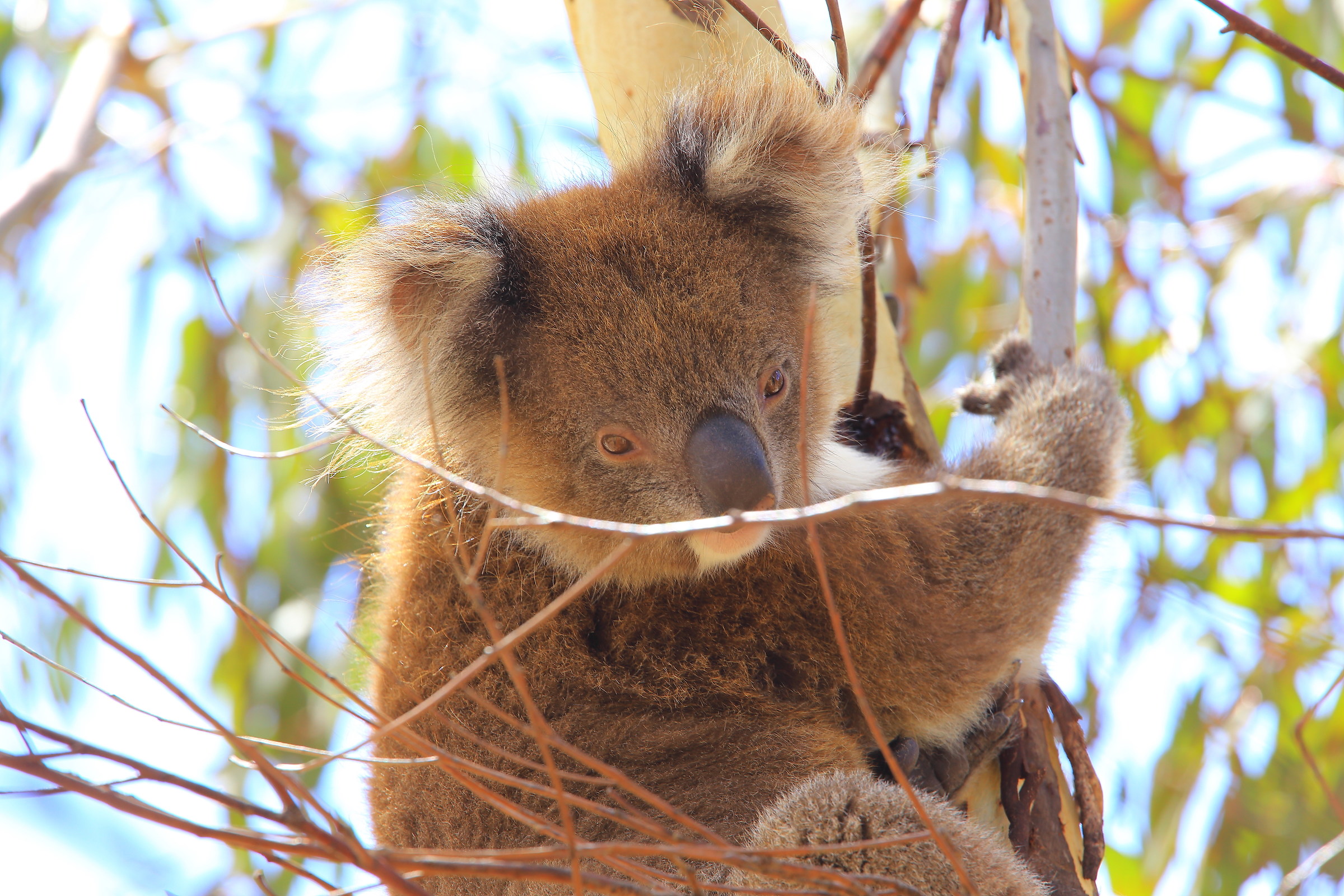 Orsacchiotto o Koala?