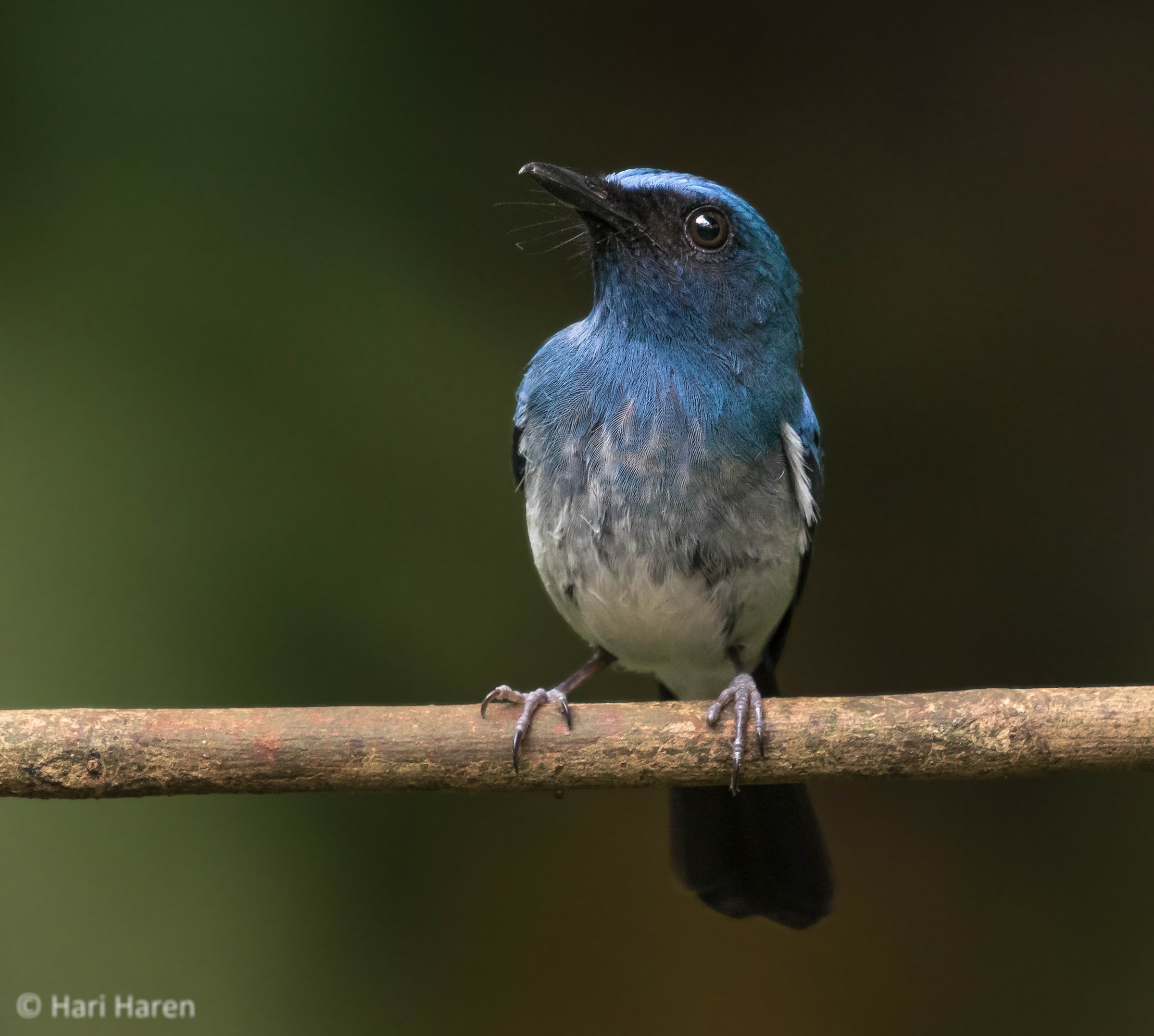 Blue-bellied blue flycatcher male