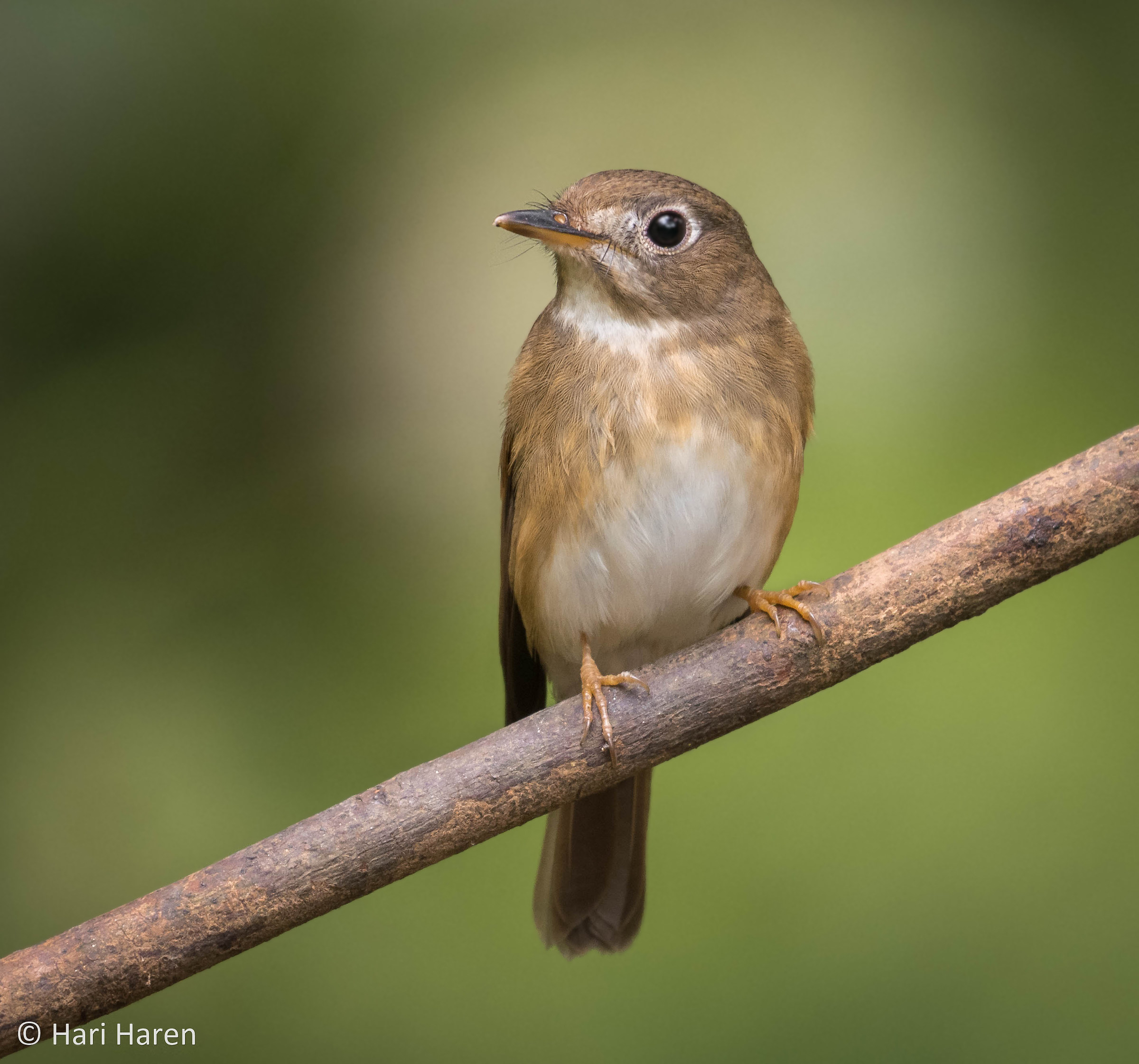 Asian brown flycatcher