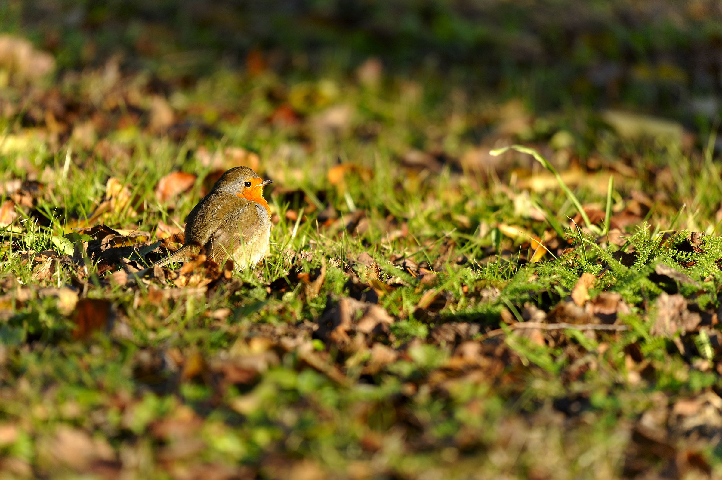Robin on Winter Lawn