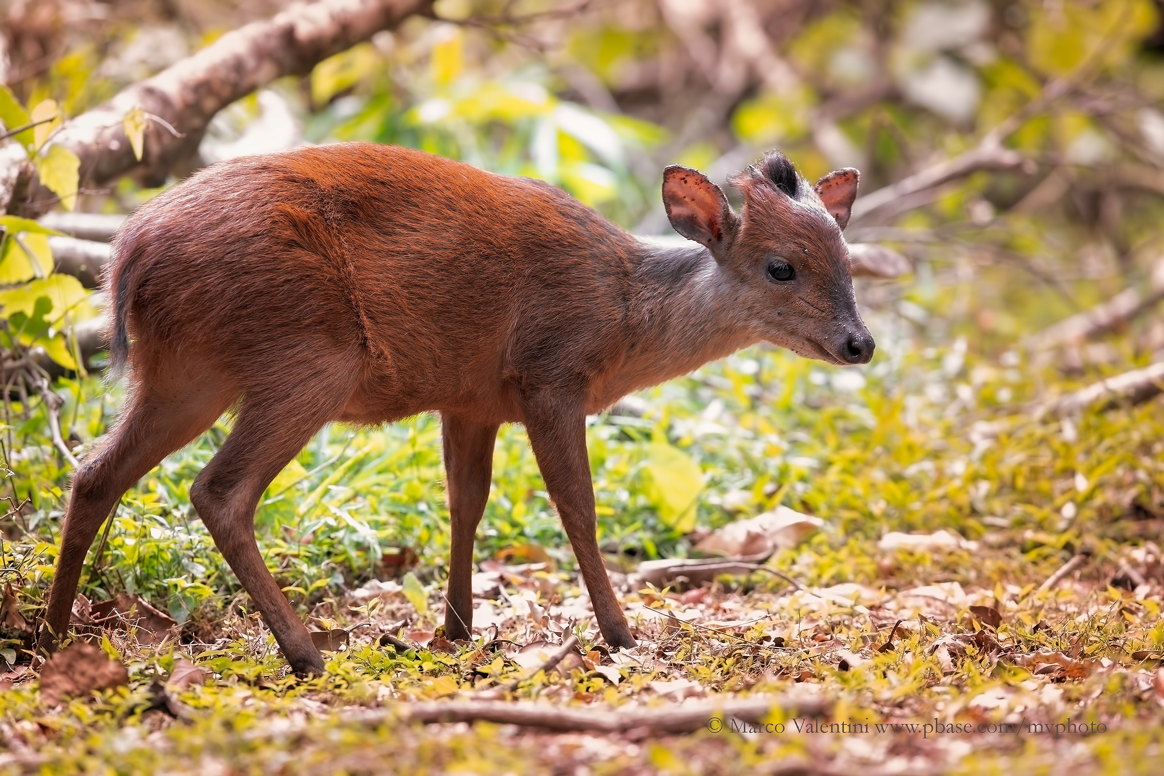 Natal Red Duiker