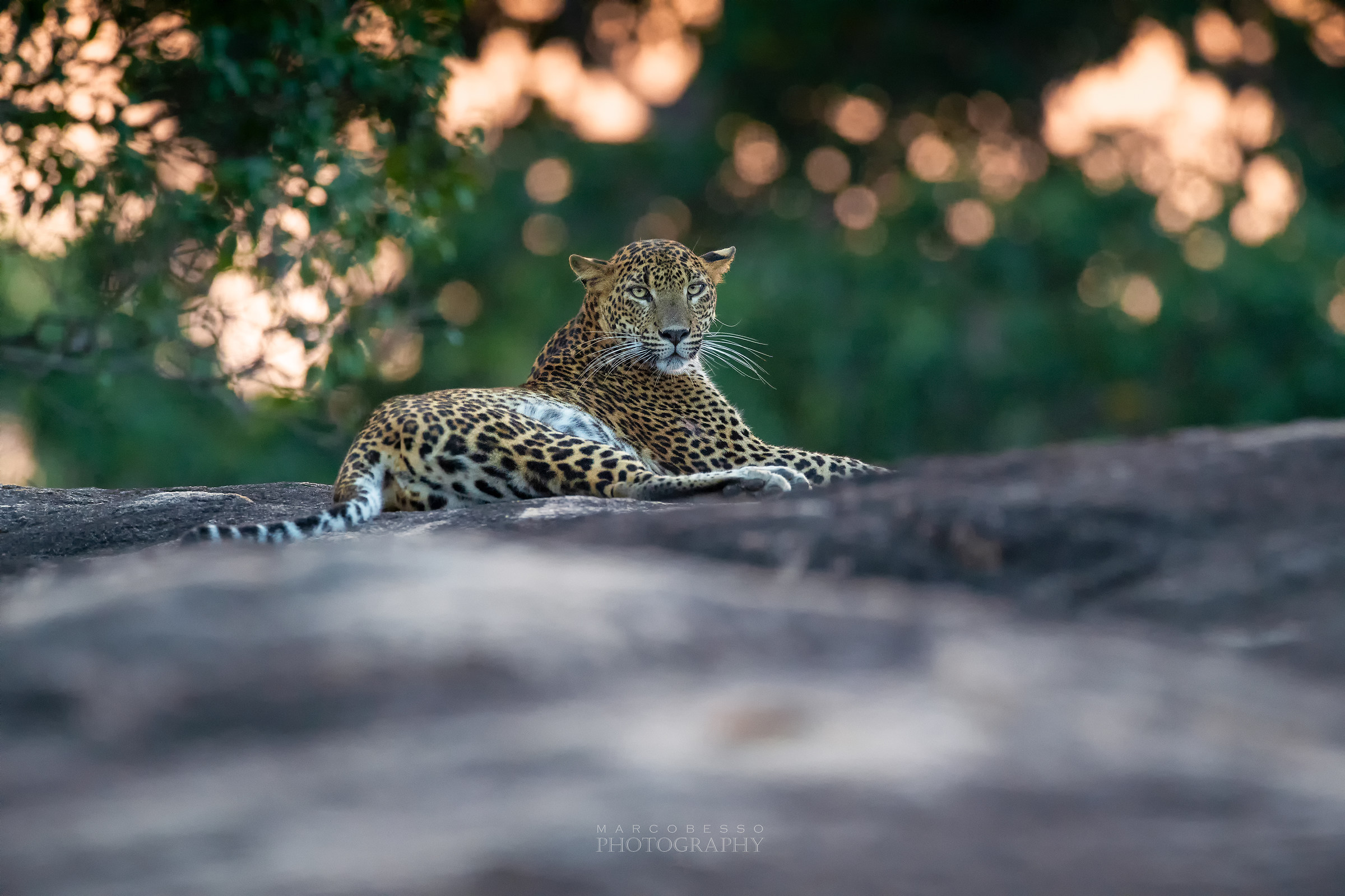 Sri Lanka Leopard