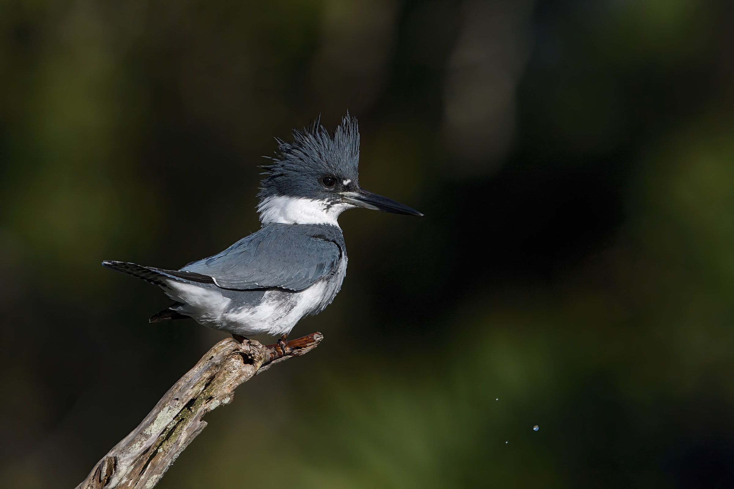Today I have a devil for hair