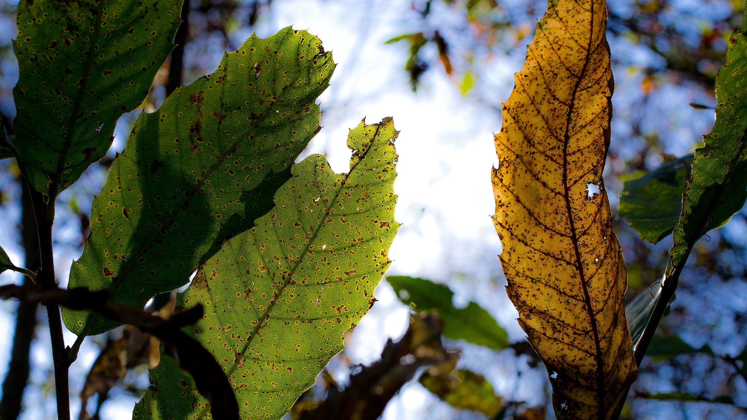 The essence of Autumn....