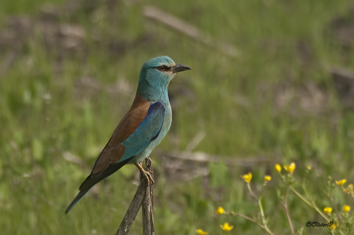 European roller