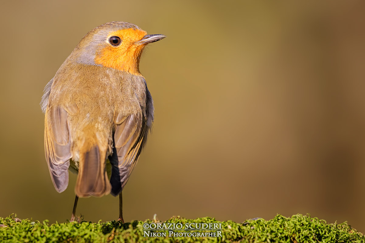 Erithacus rubecula