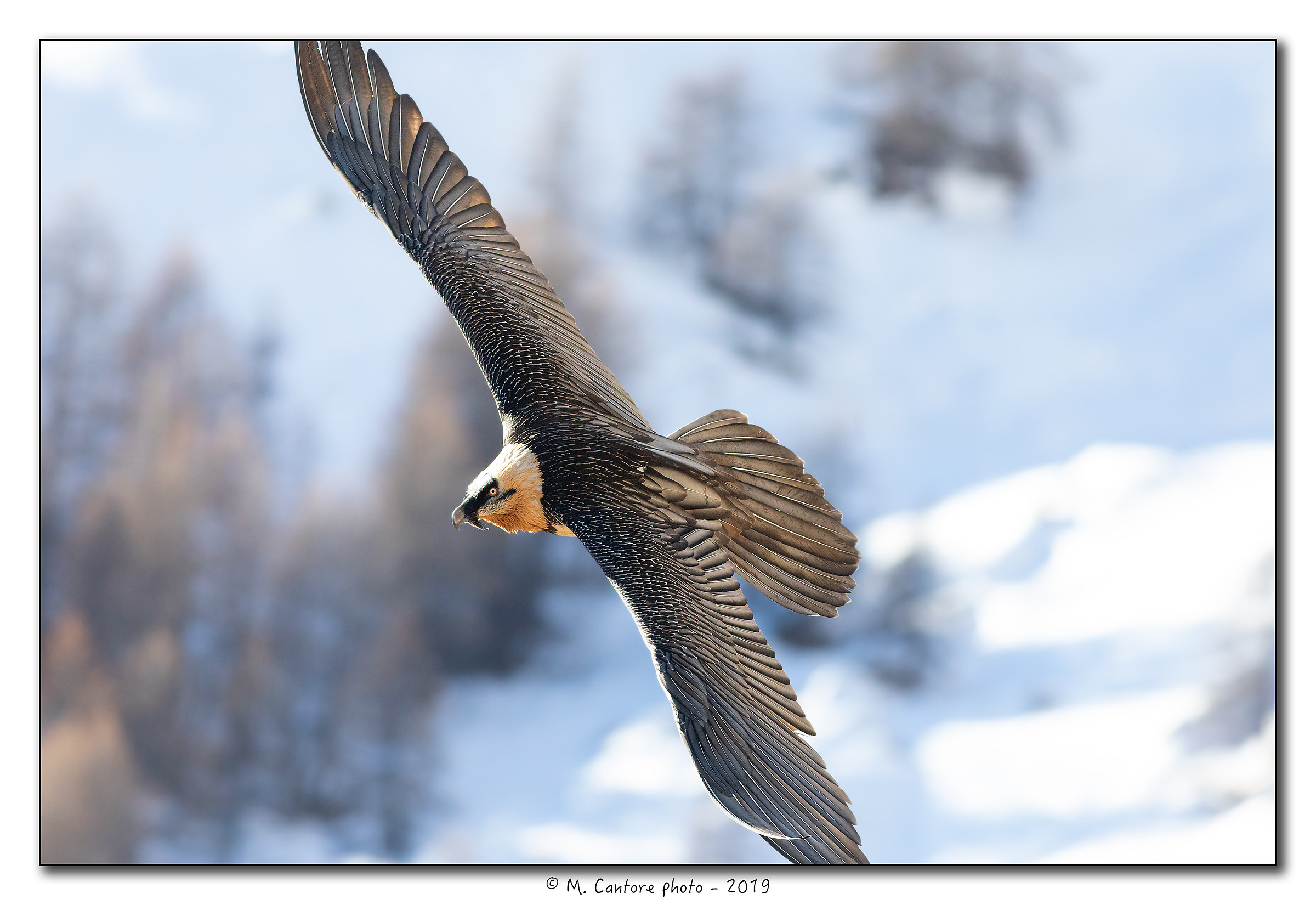 Gipeto - Gypaetus barbatus