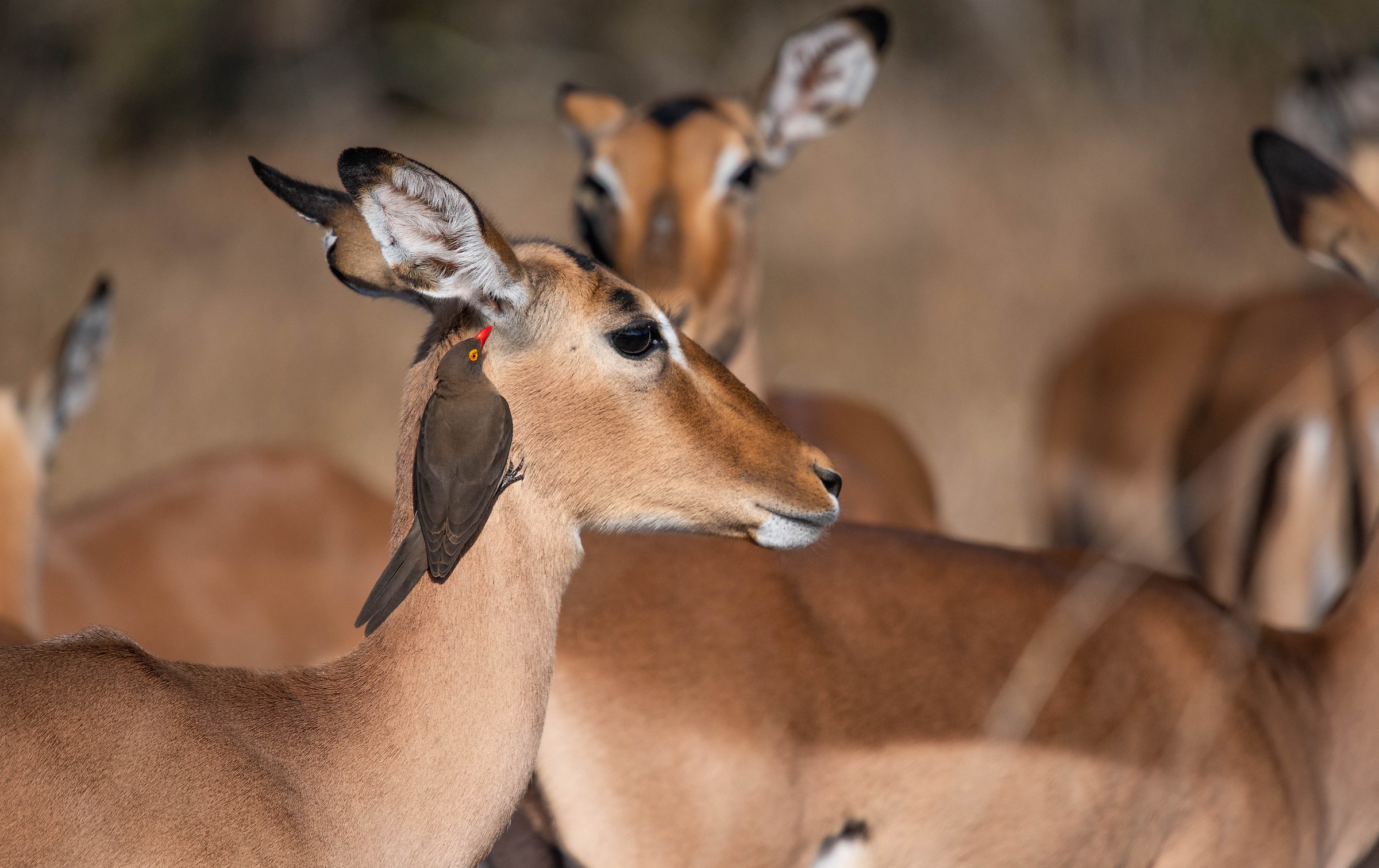 Impala-South Africa
