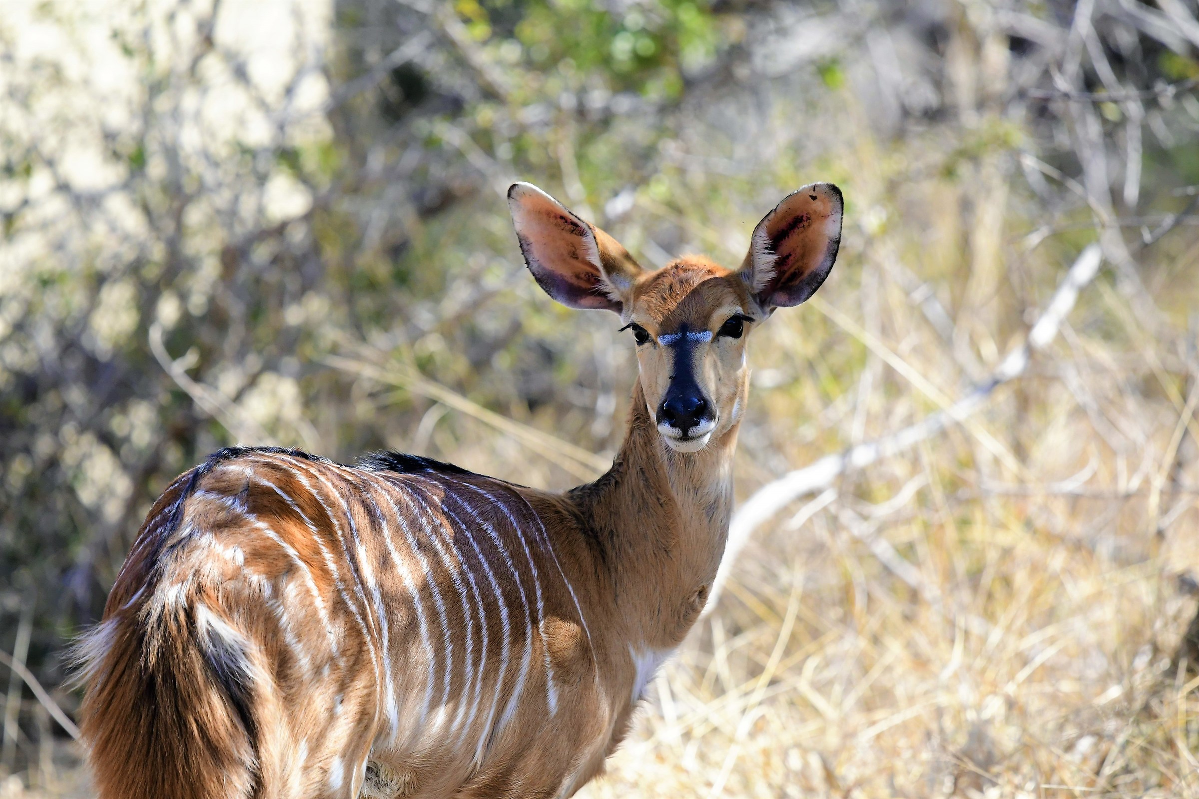 Nyala Female-South Africa
