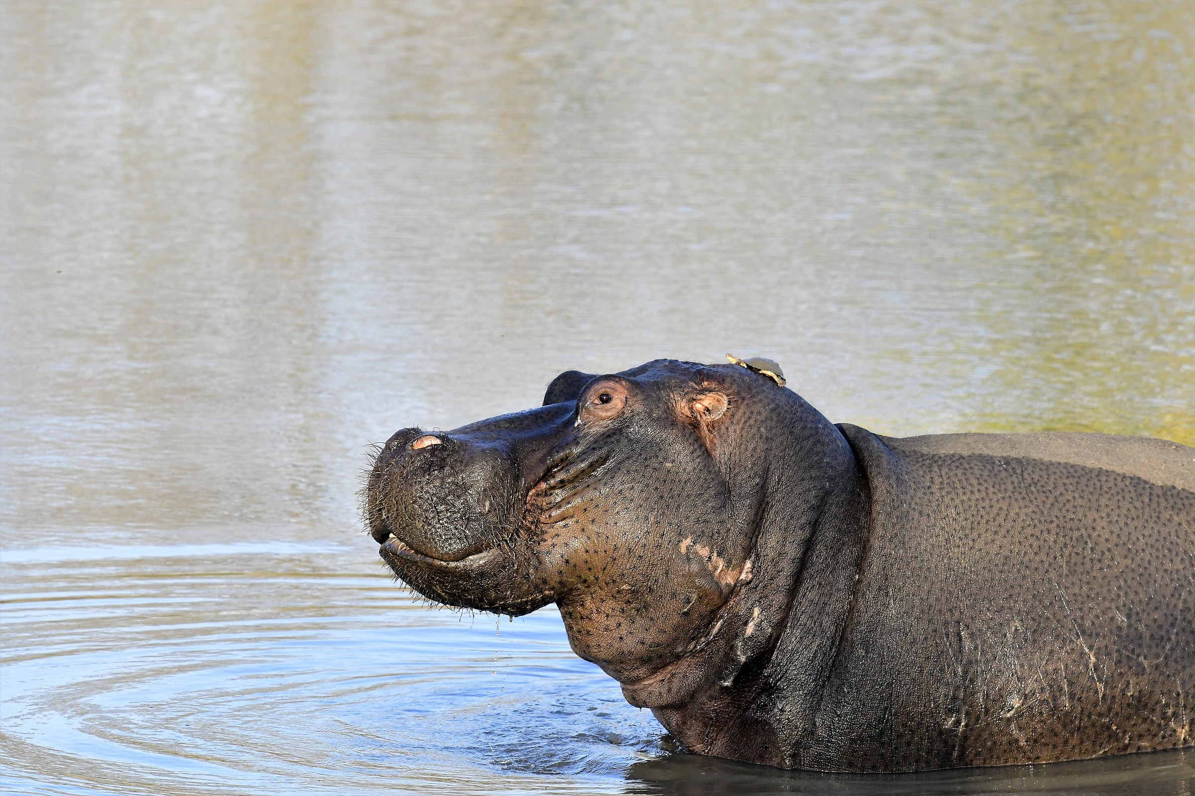 Hippo