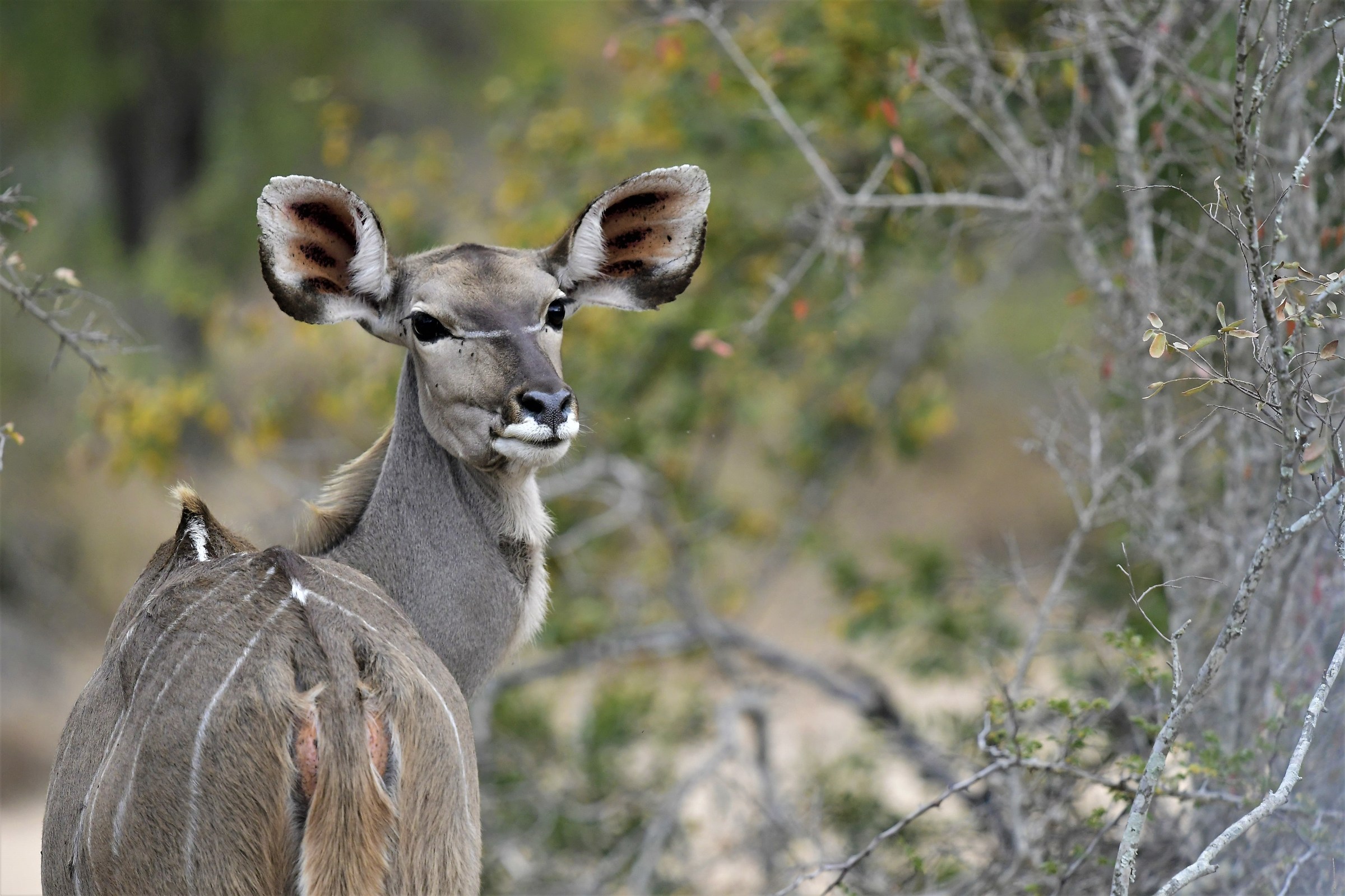 African Senior female Kudu antelope
