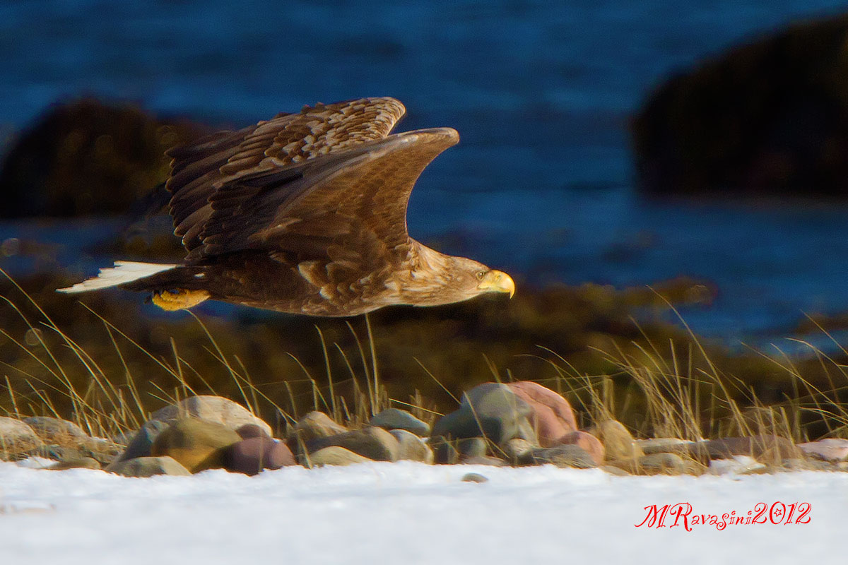 Aquila di mare, maschio in caccia