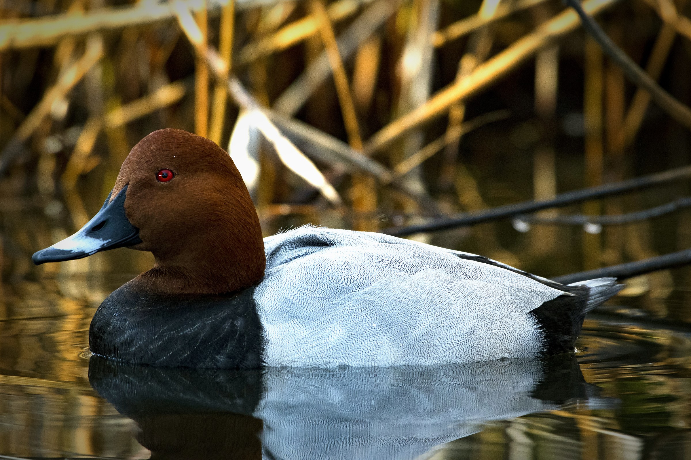 Moriglione-Aythya Ferina