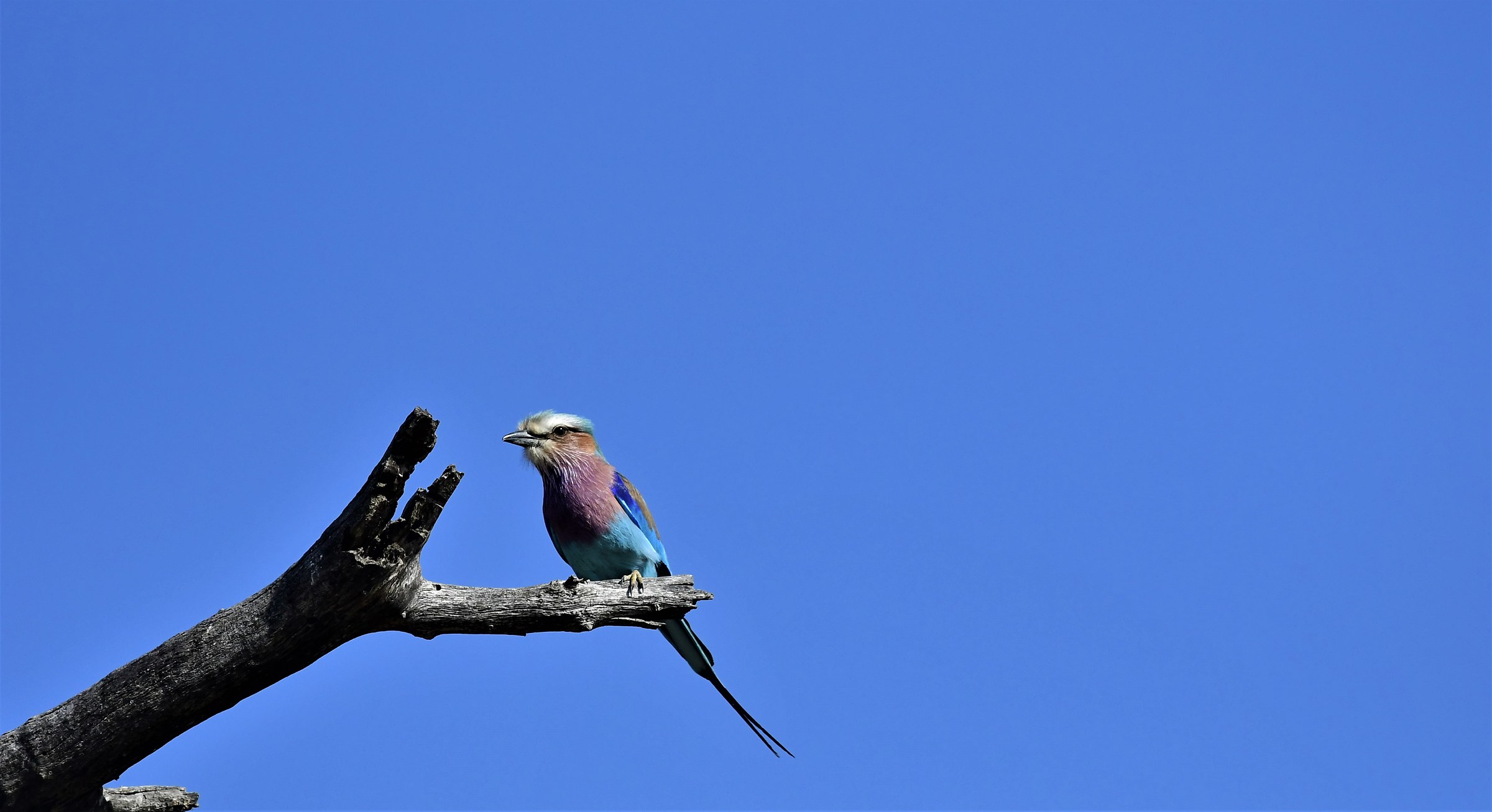 Lilac-breasted Jay-free hand-South Africa