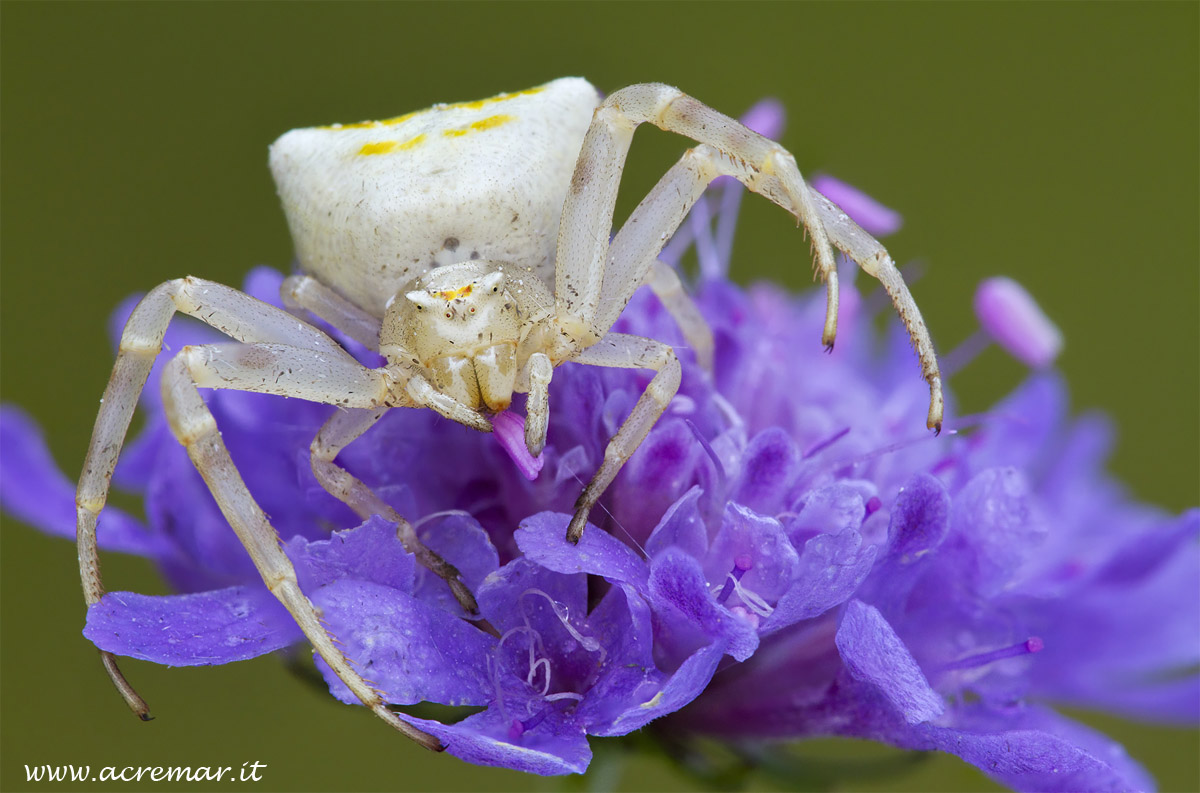 # Arachnida Thomisus onustus