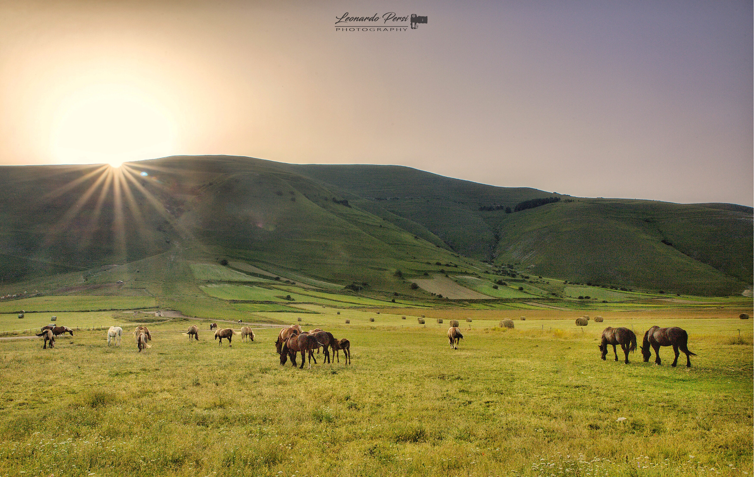 “Horses”...Castelluccio di Norcia.