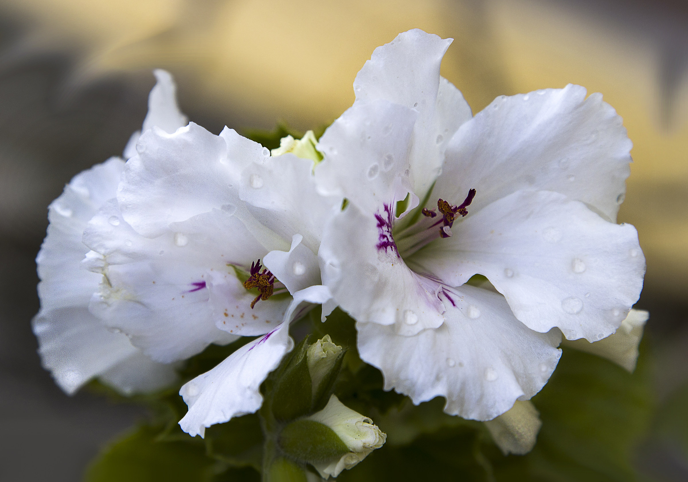 White Geranium