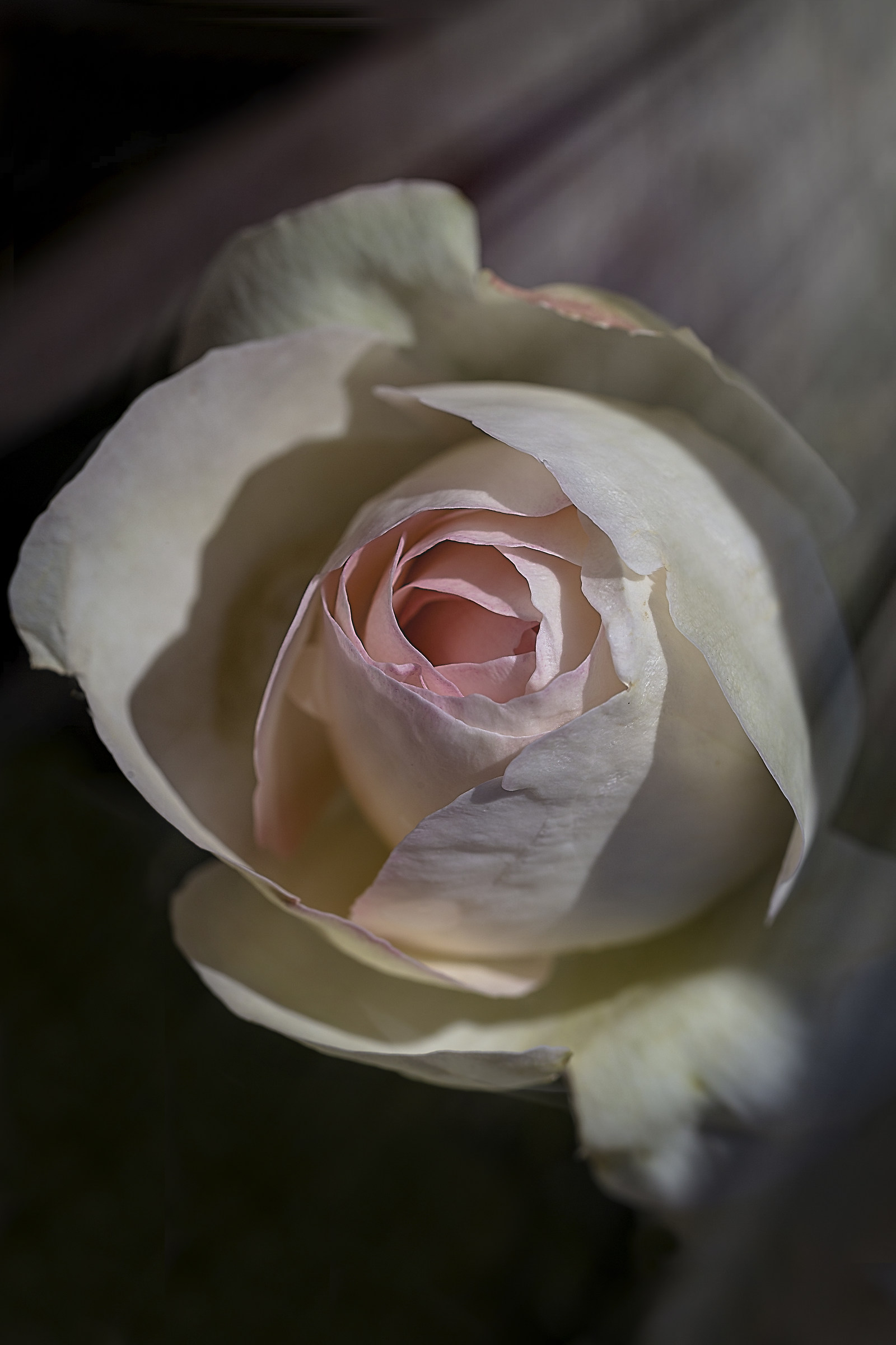 The light of a rose