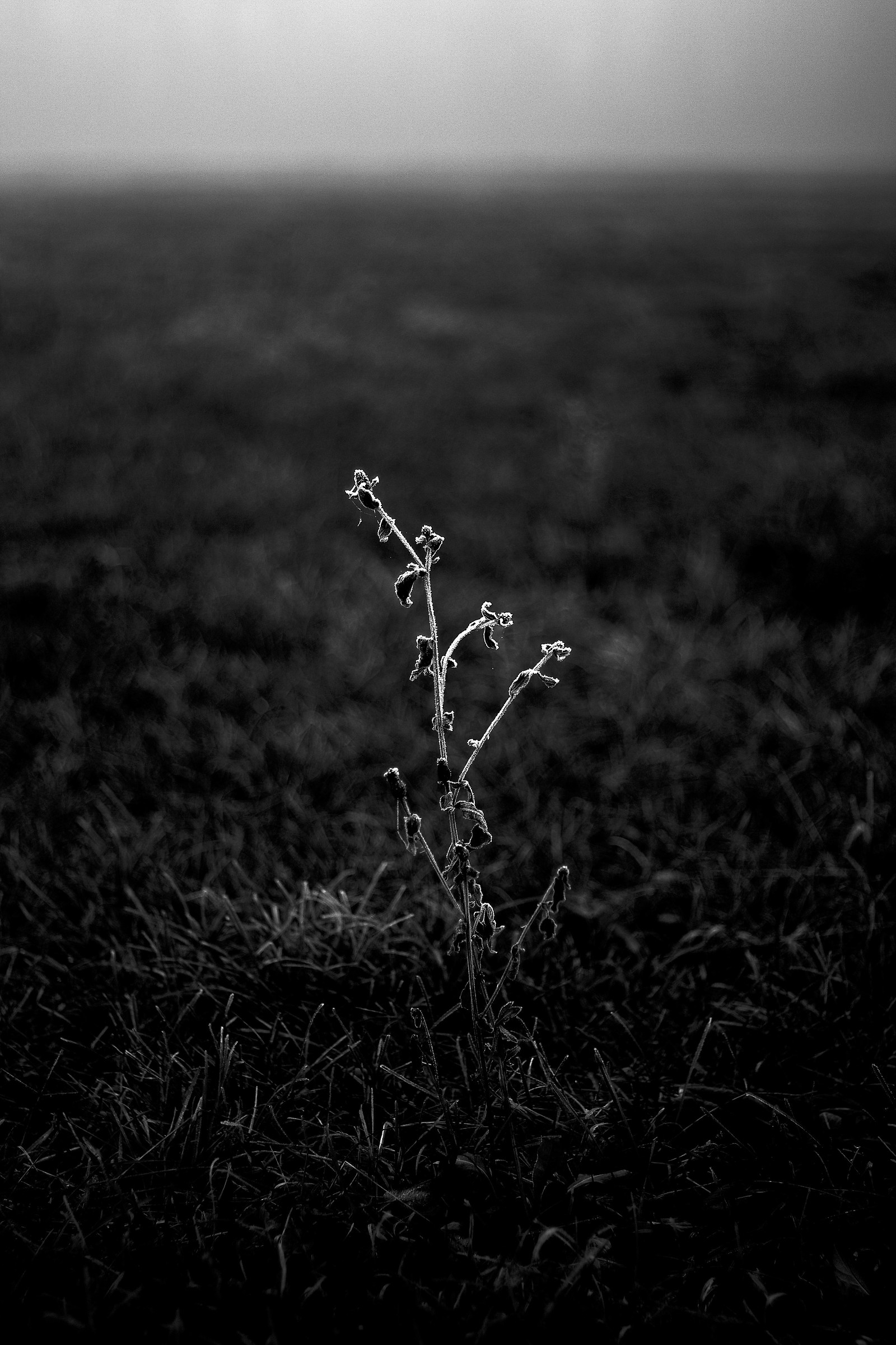 Brina: Parco di Monza un mattino d'inverno.