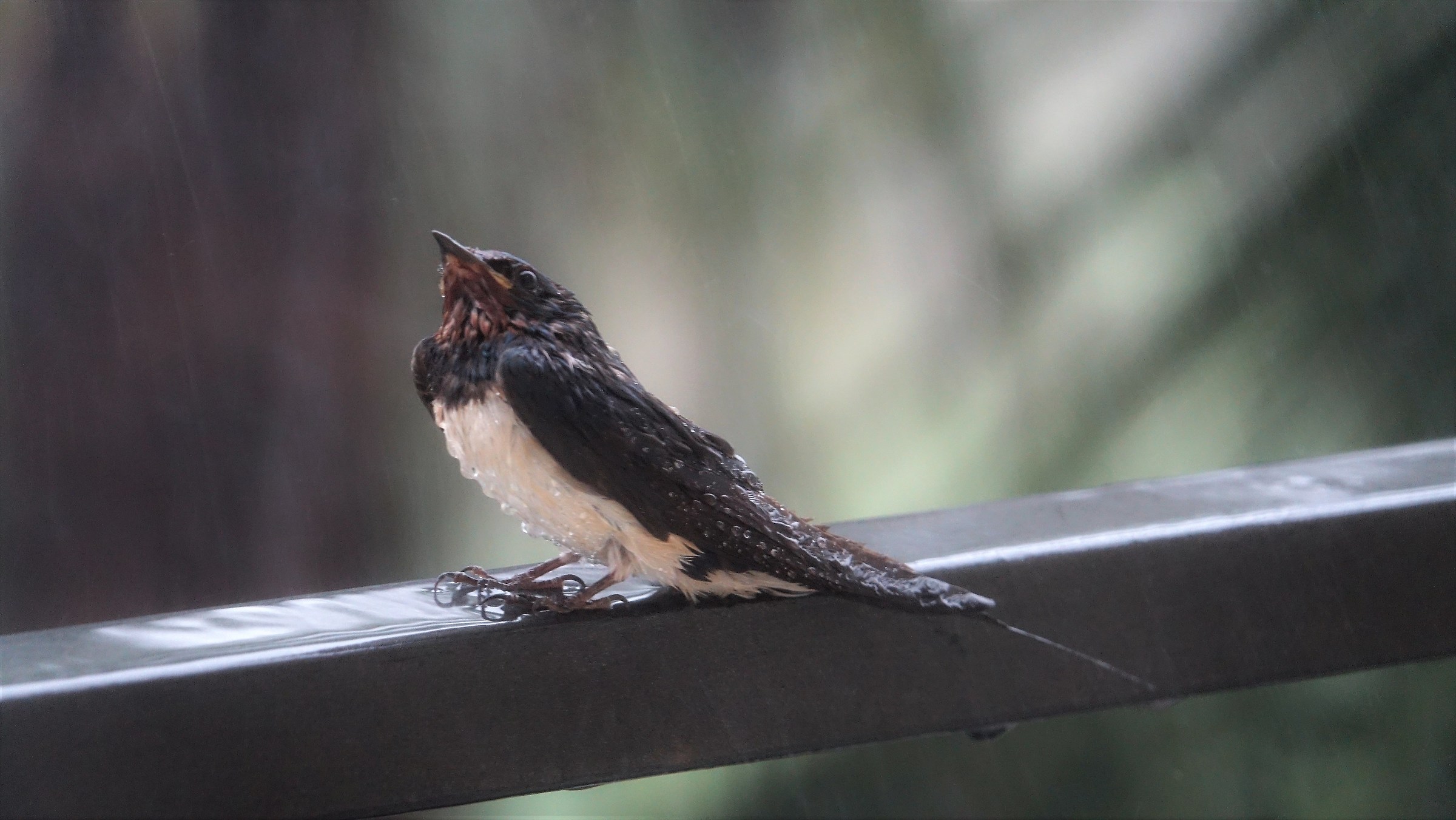 Swallow..... in the Thunderstorm