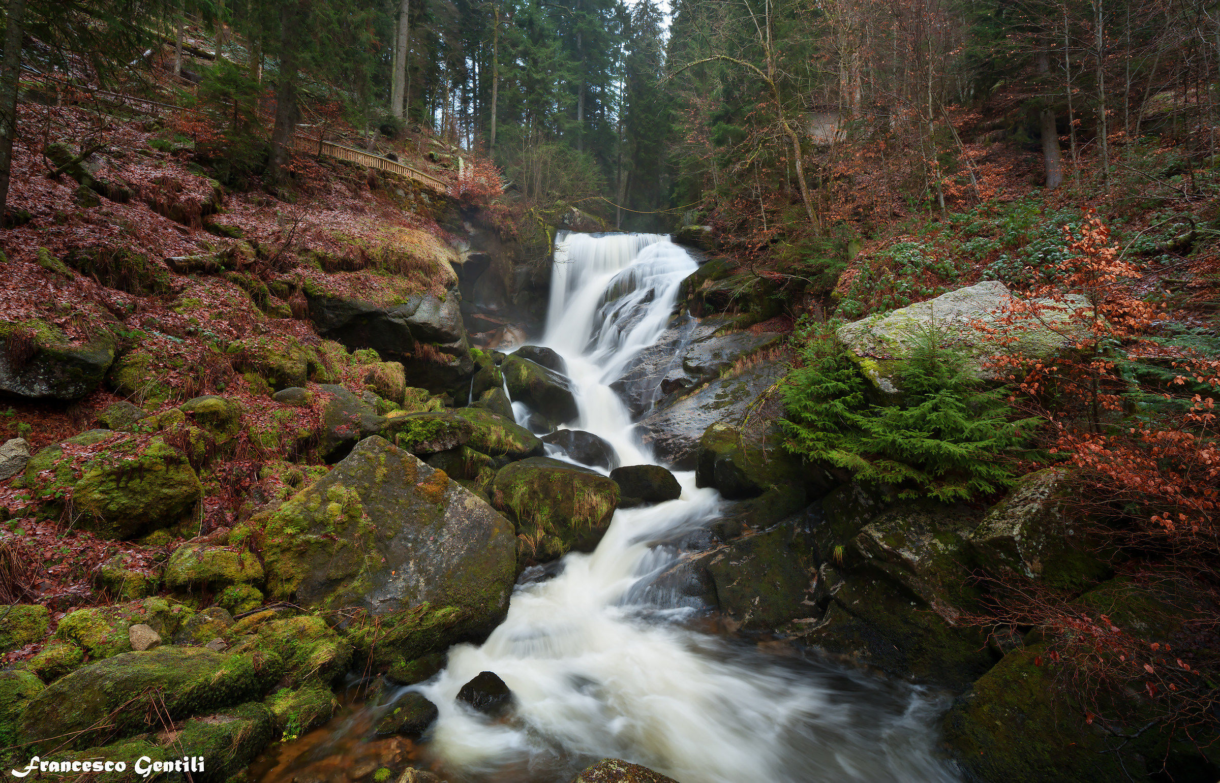 Cascate di Triberg, Foresta Nera