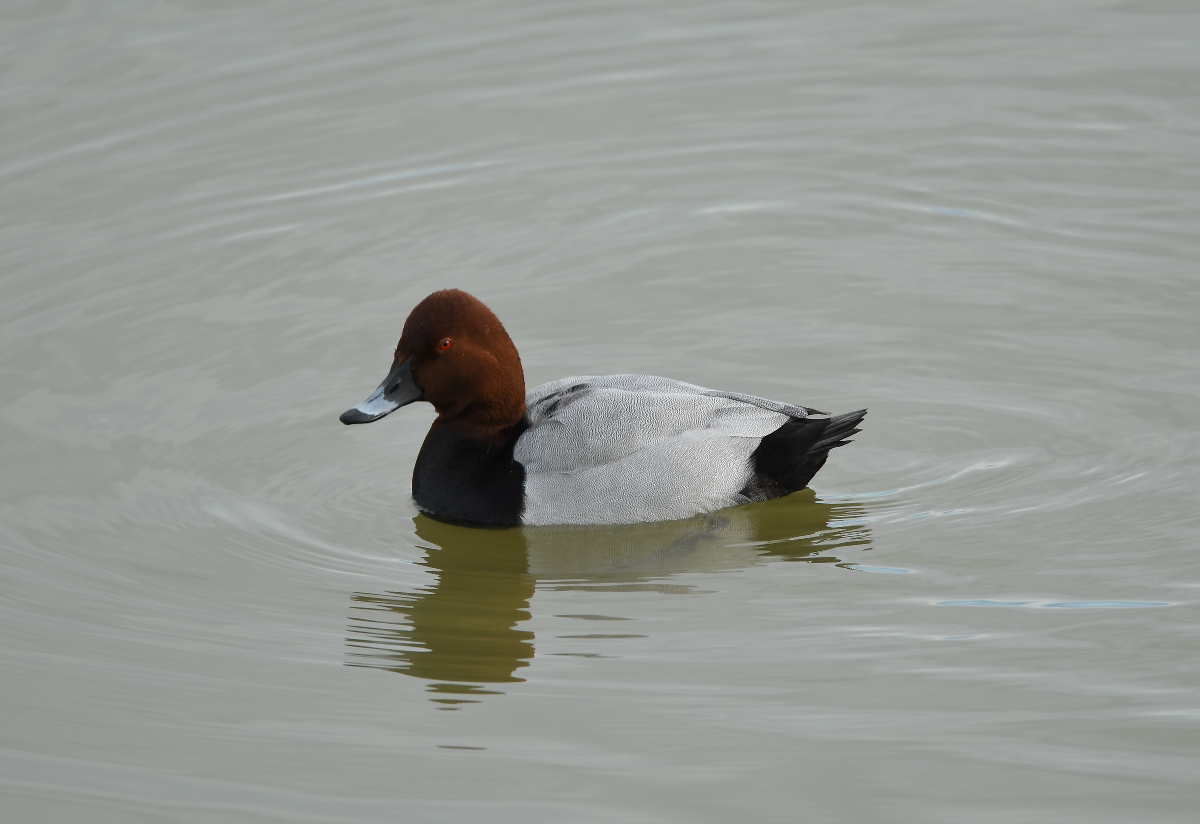Pochard