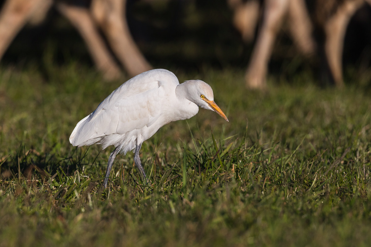 Airone guardabuoi in cerca di cibo tra le pecore ...
