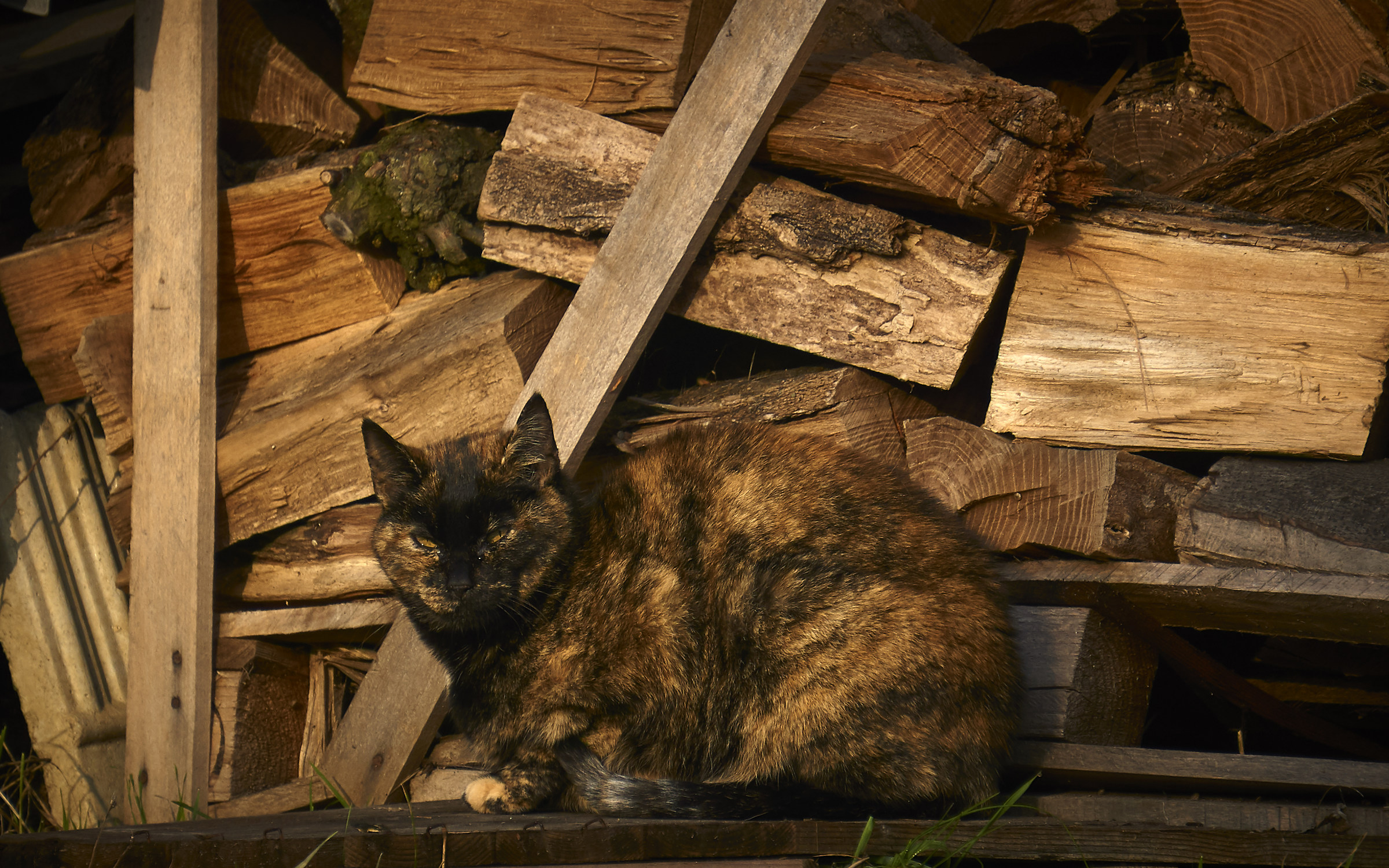 Feline Mimicism 26-12-18