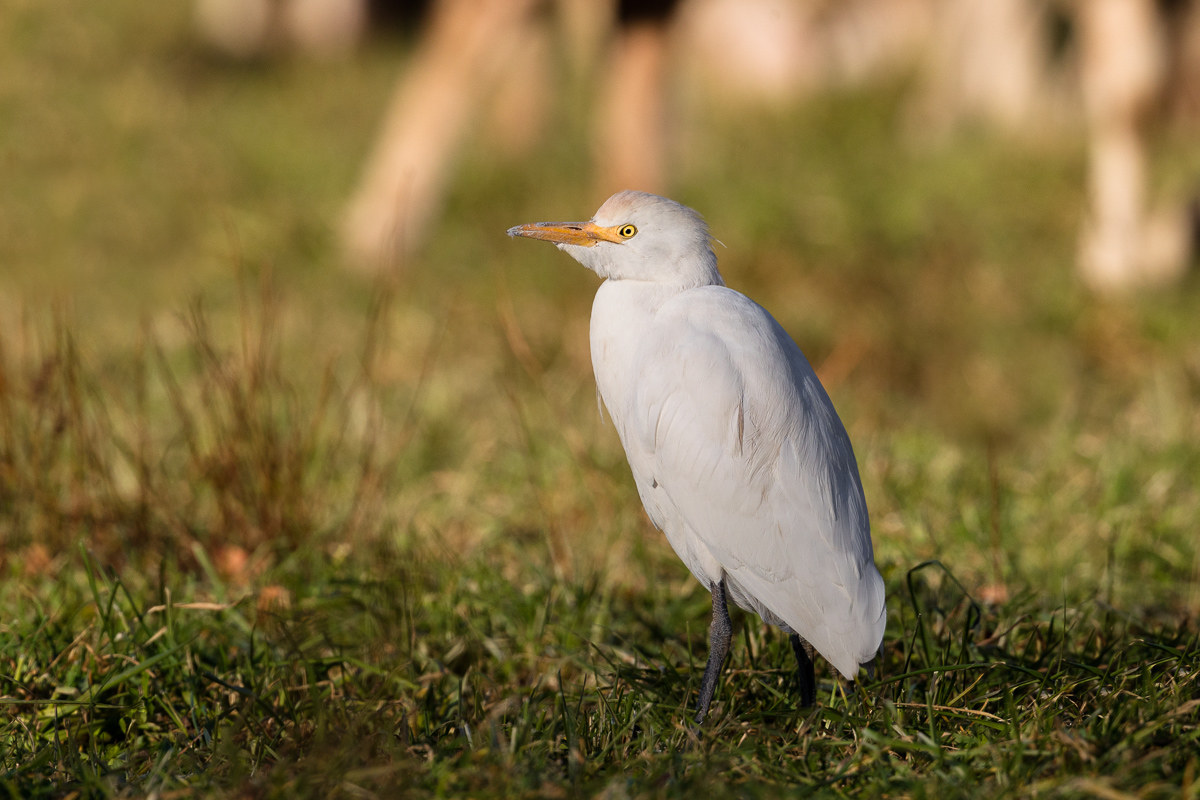 Il riposo dell'Airone guardabuoi ...