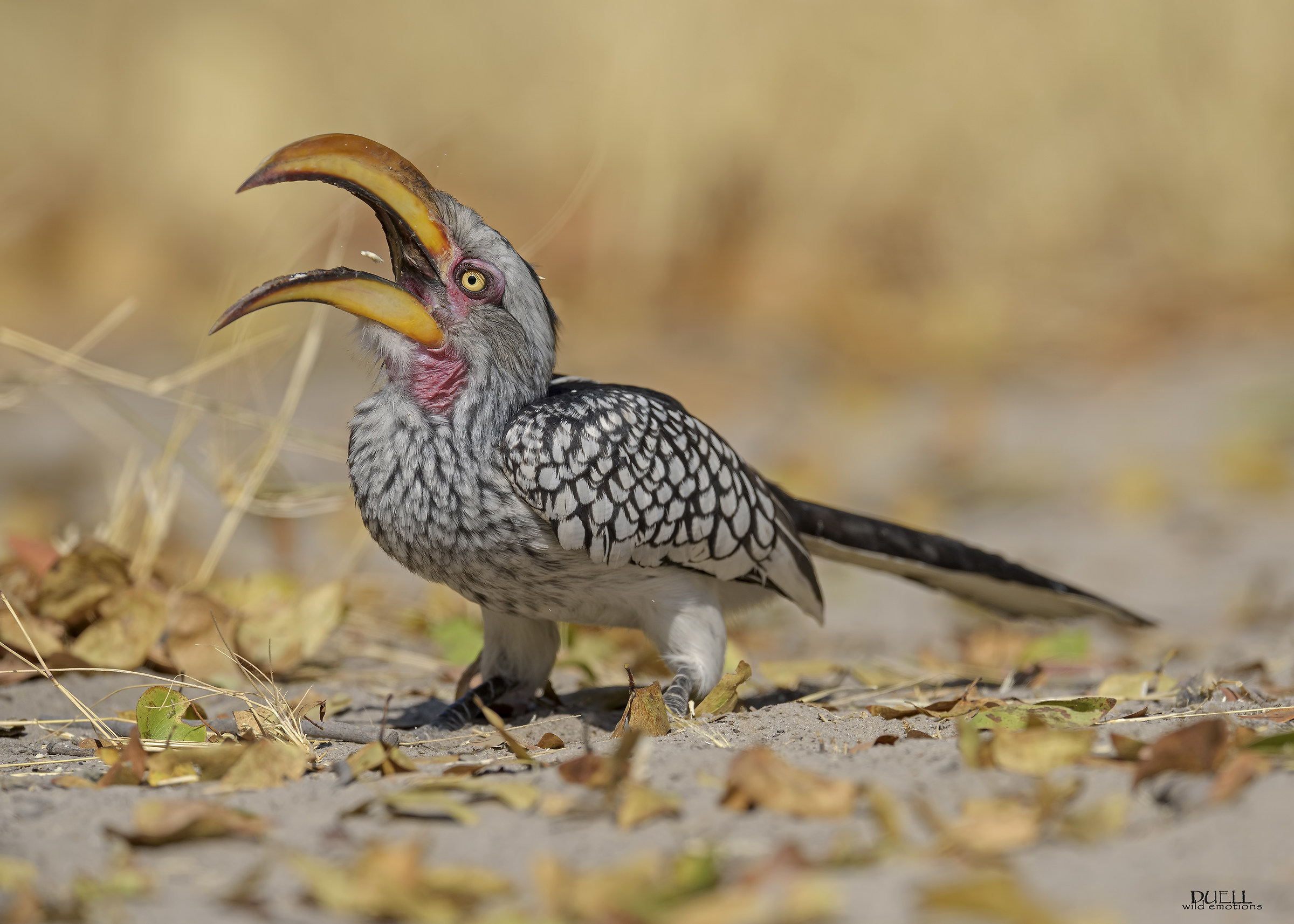 Southern Yellow-billed Hornbill