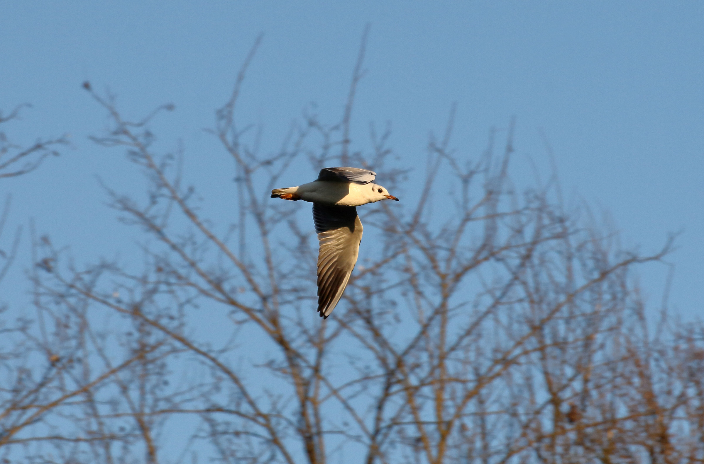Gabbiano a San Giuliano (2)