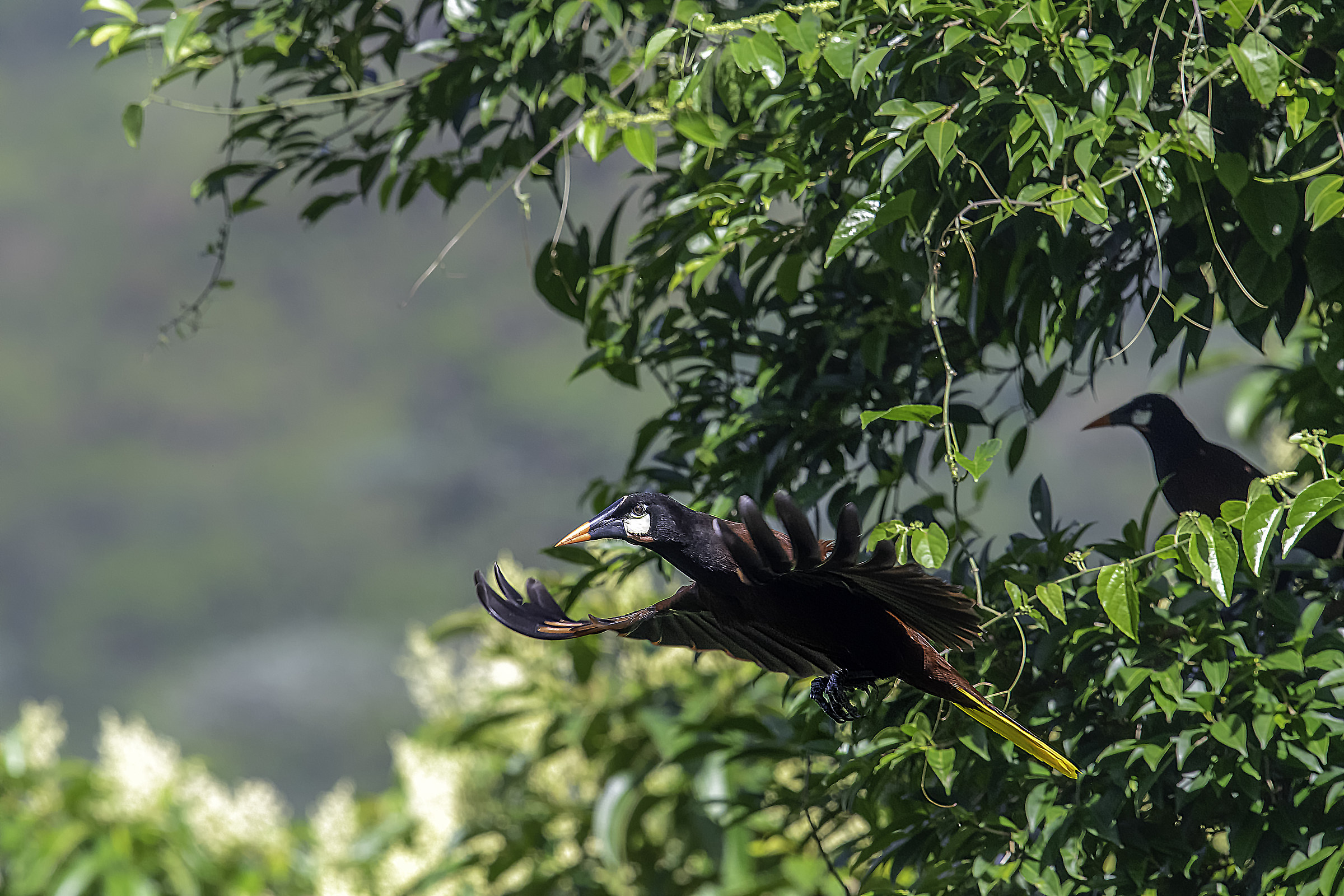 Oropendola