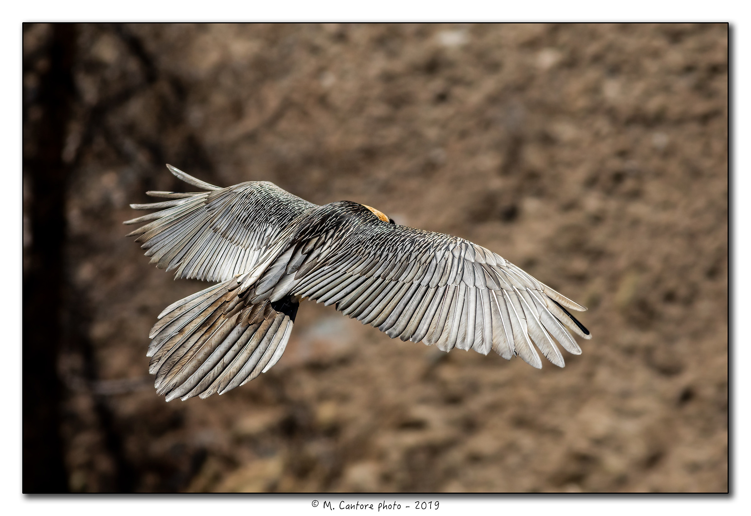 Anche di schiena ha il suo perchè... Gipeto