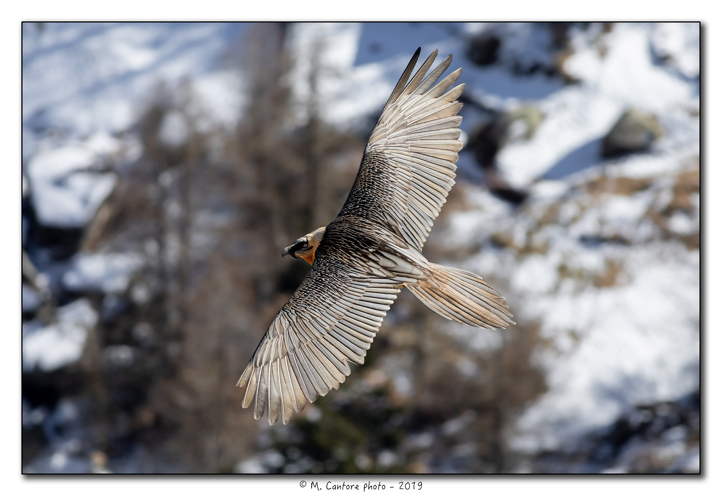 Gipeto - Gypaetus barbatus