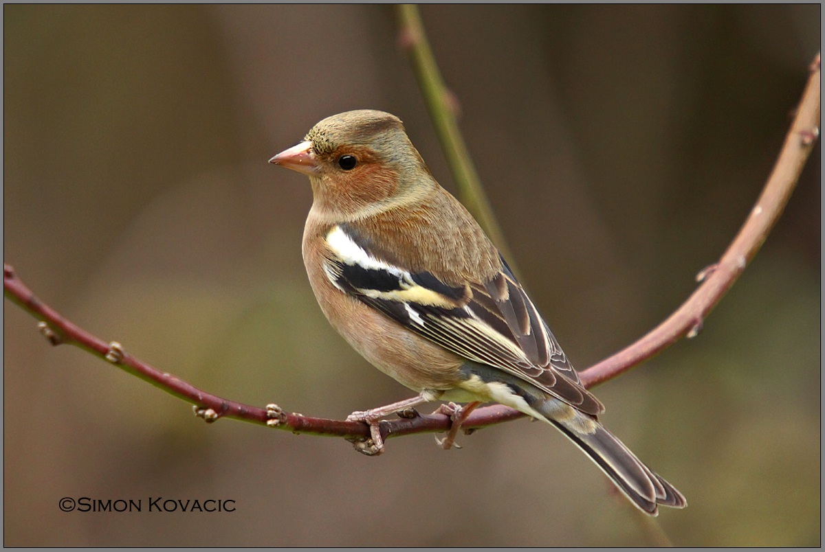 Fringuello (Fringilla coelebs)