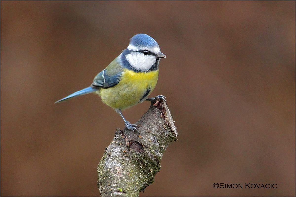 Cinciarella (Parus caeruleus)