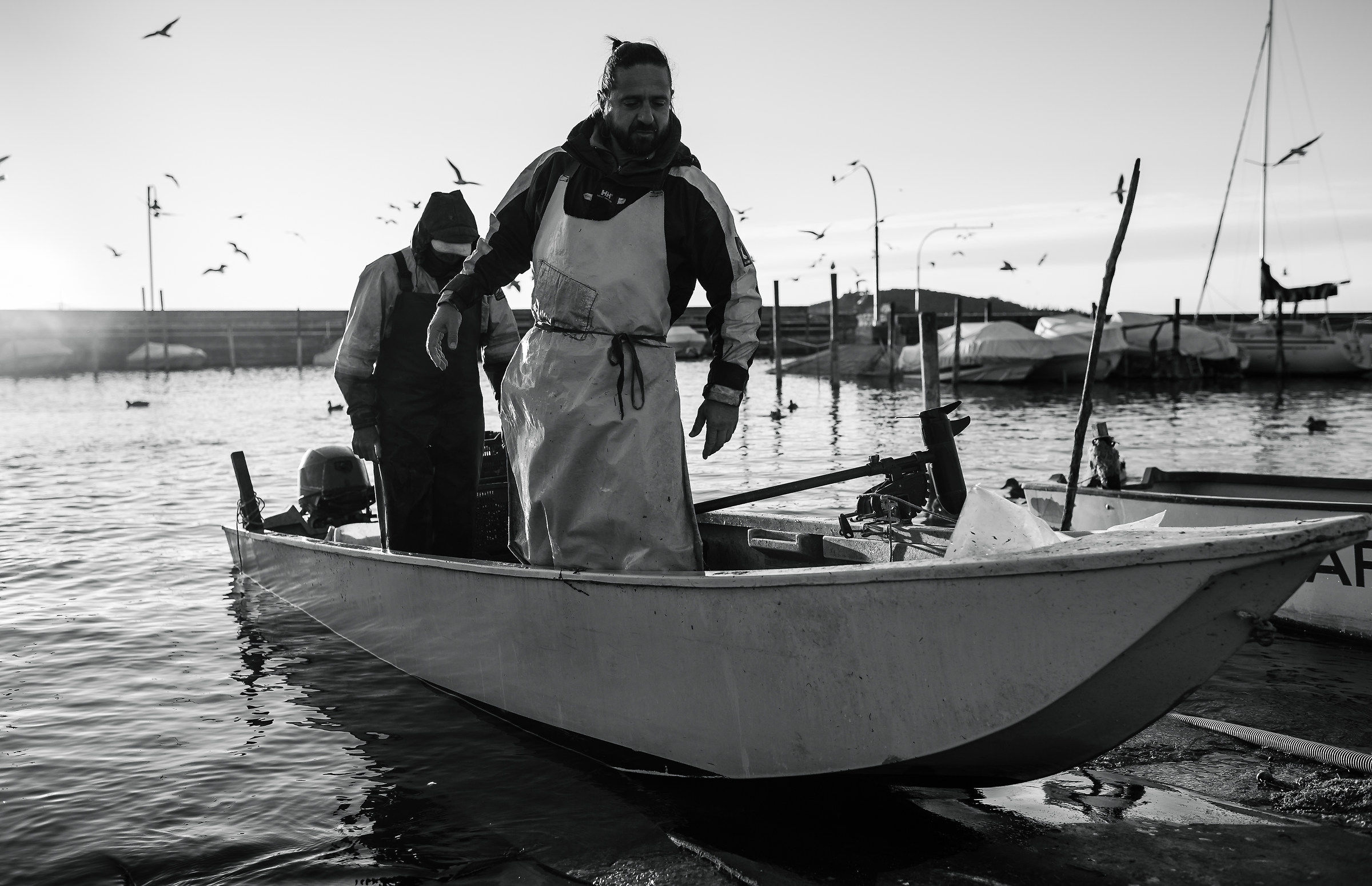 The return to the dock is a procession of seagulls