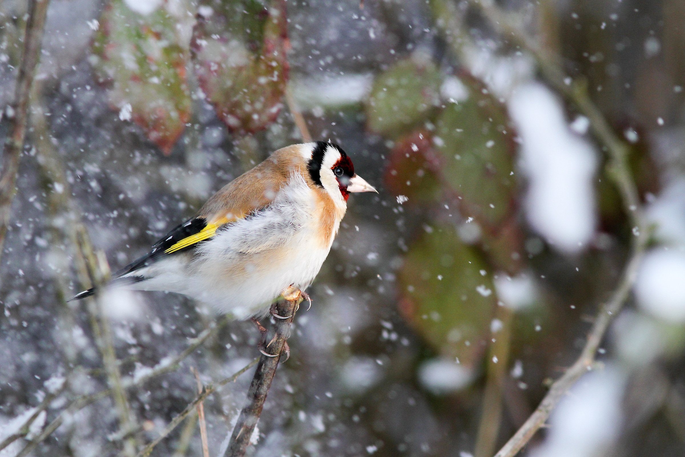 Finches in the snow