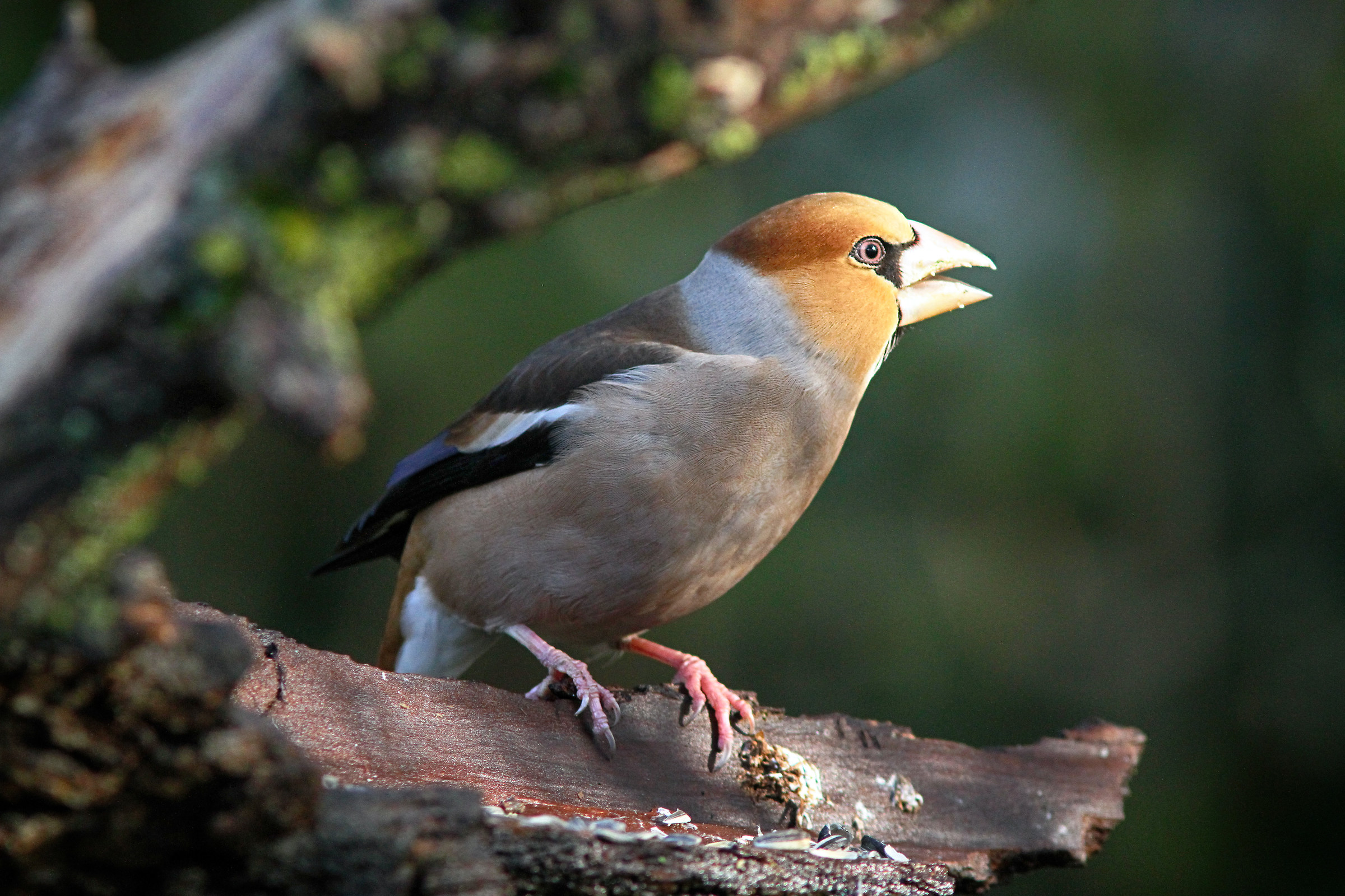 Hawfinch