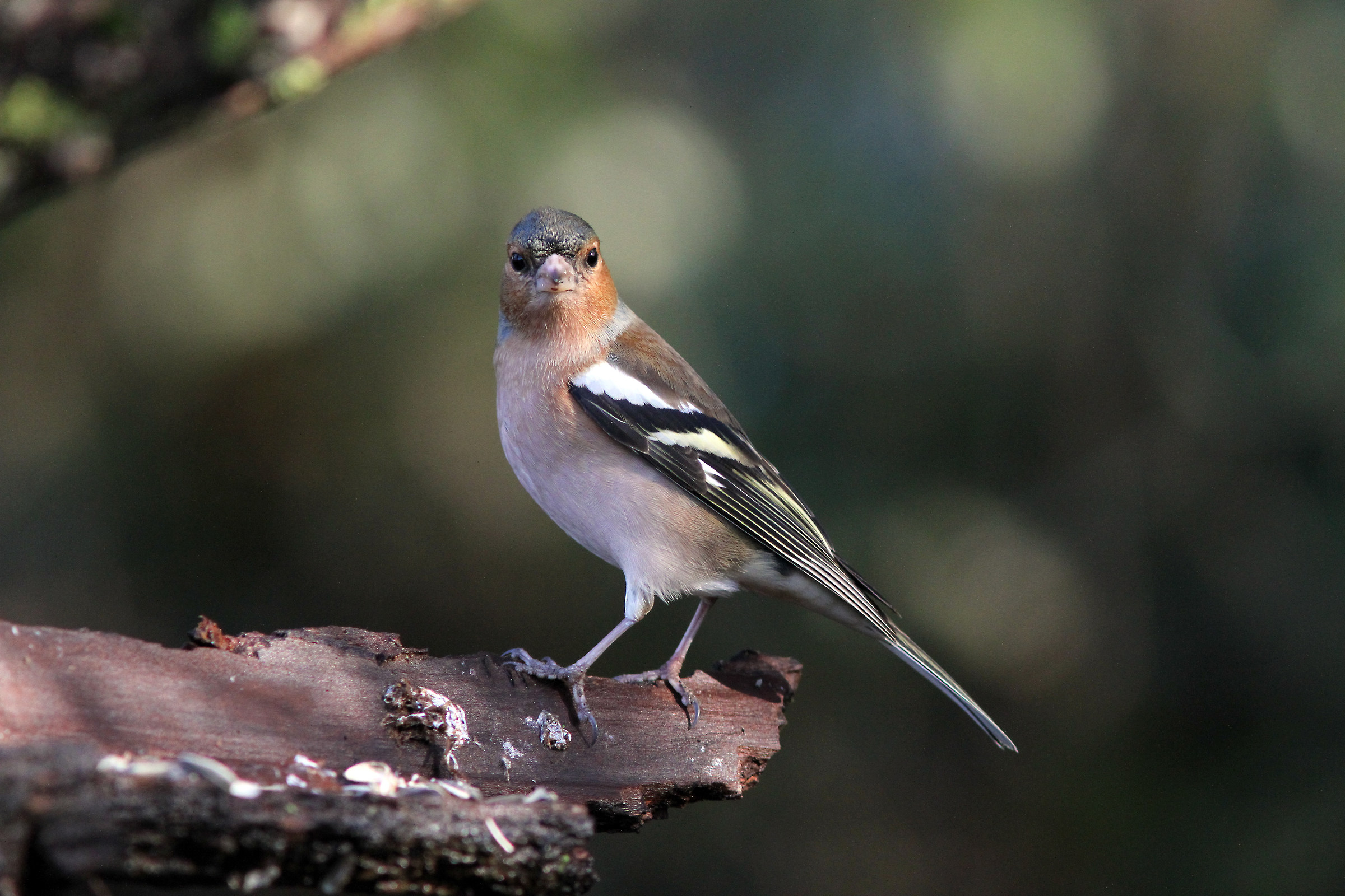 Chaffinch