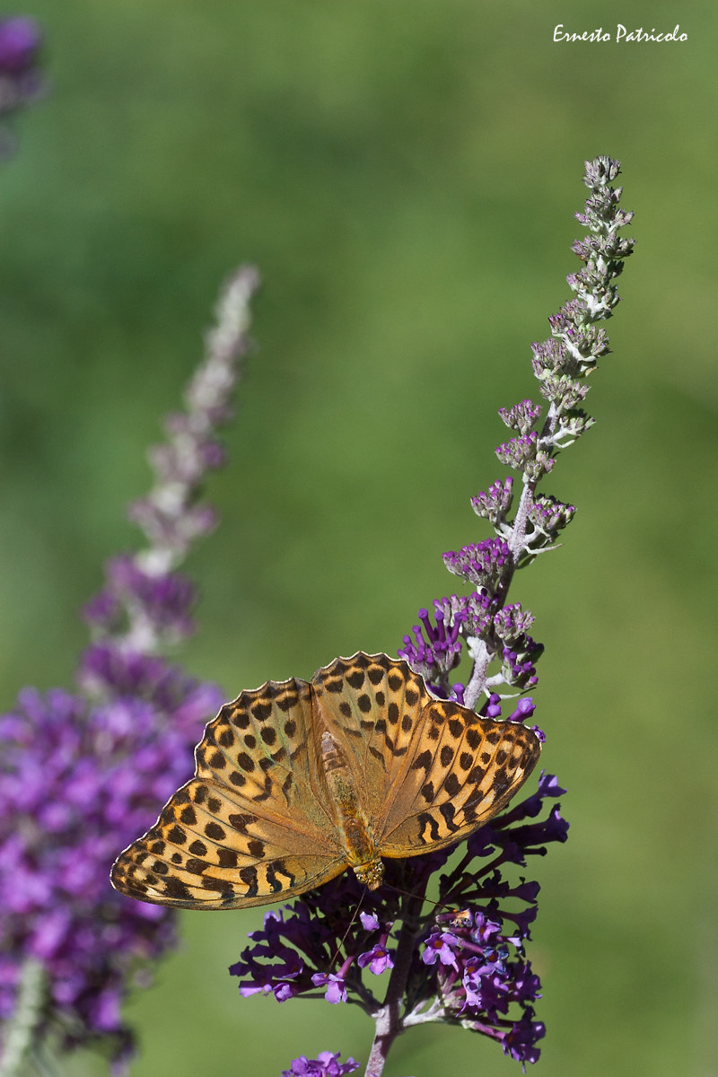 Argynnis (Argynnis) Paphia Valesina