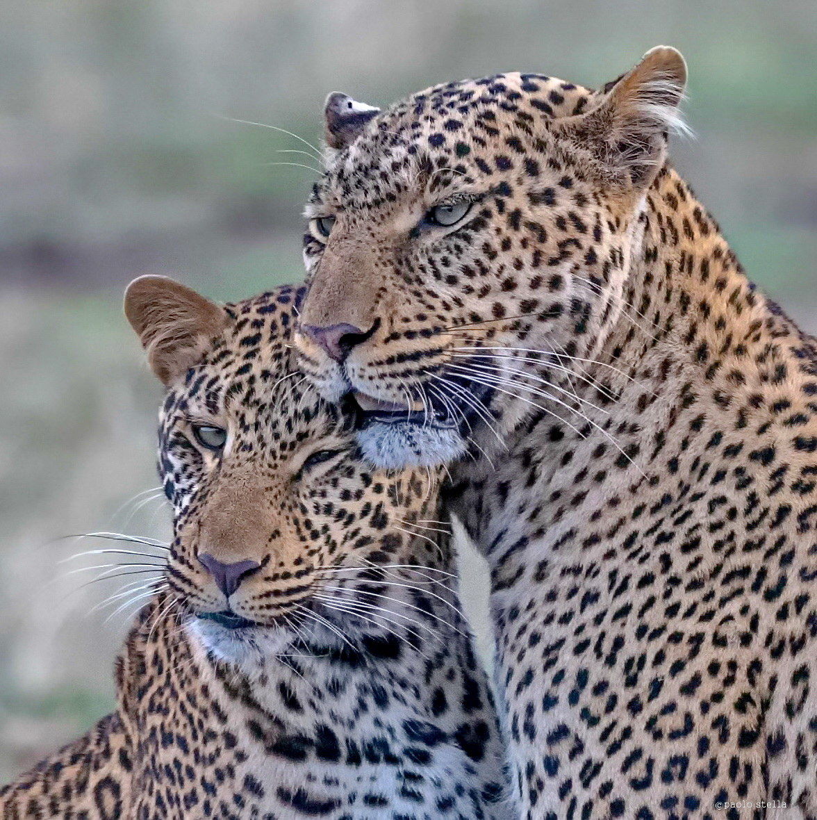 Mom & Cub Portrait