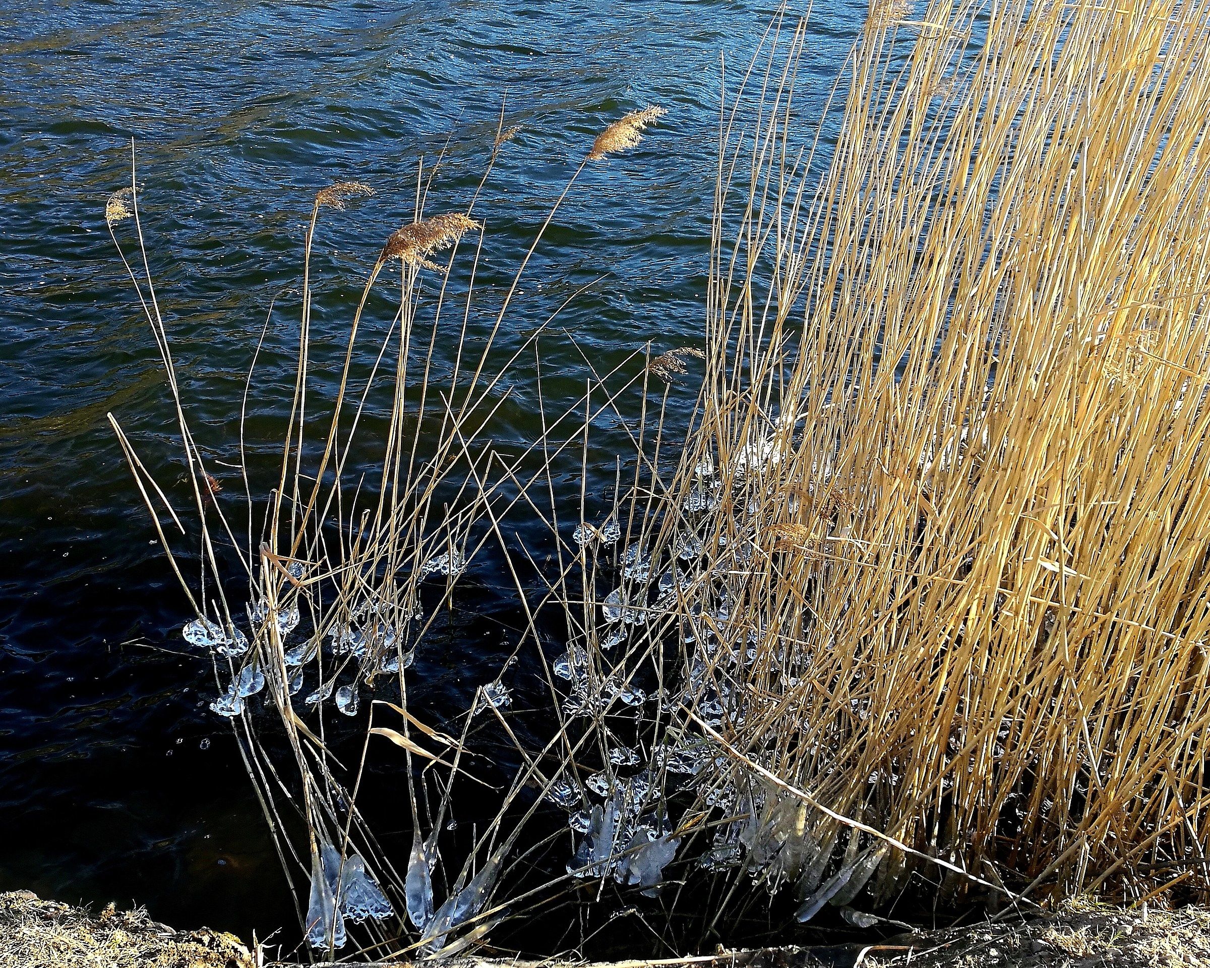 Crystals between the rods